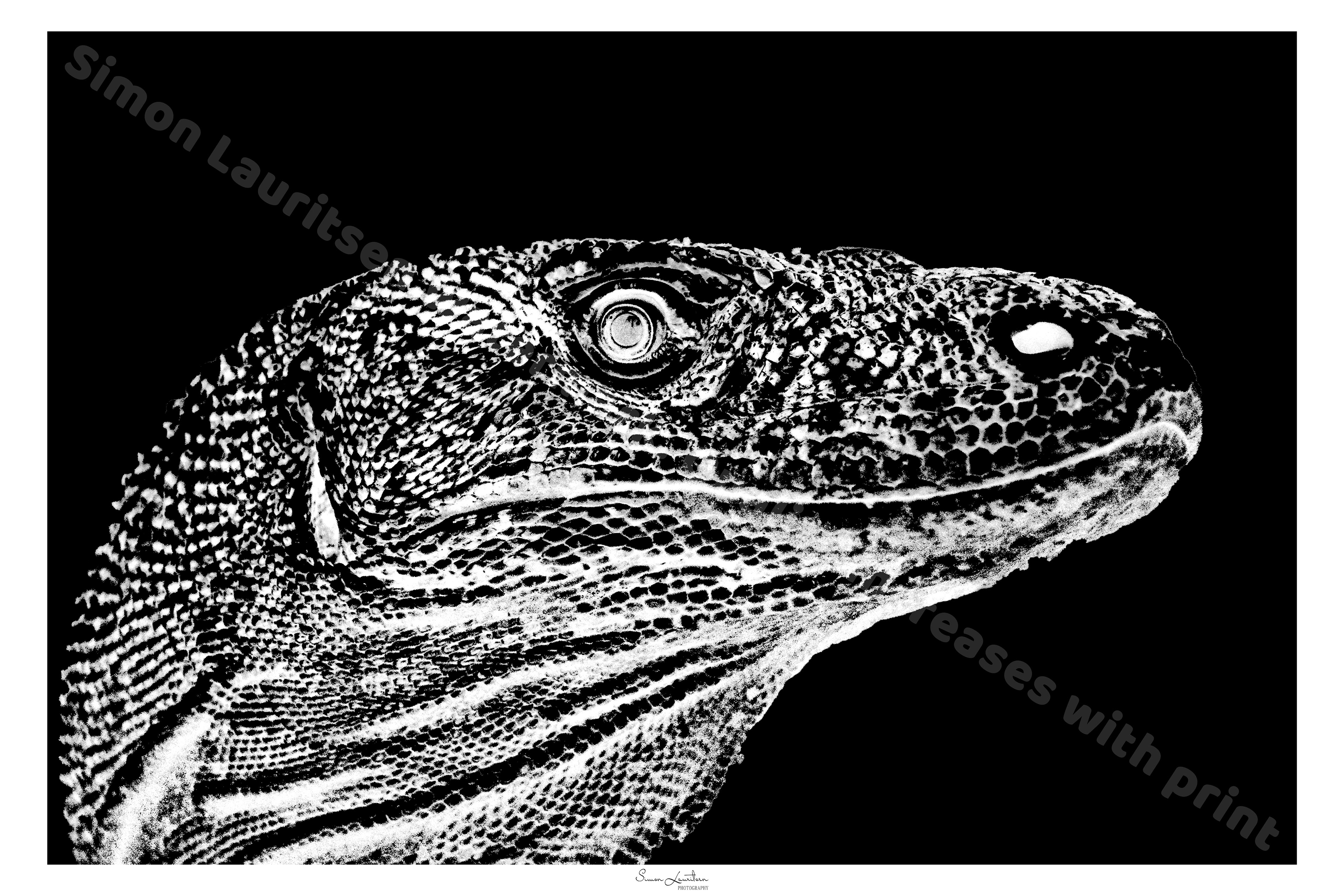 BE-1 : A Comodo dragon from "Randers Regnskov" in Denmark. Such an amazing creature ! It is the biggest lizard to day, and should earn your respect. It has a bite full of bacteria's and claws so sharp you have no chance if it gets you!!!!