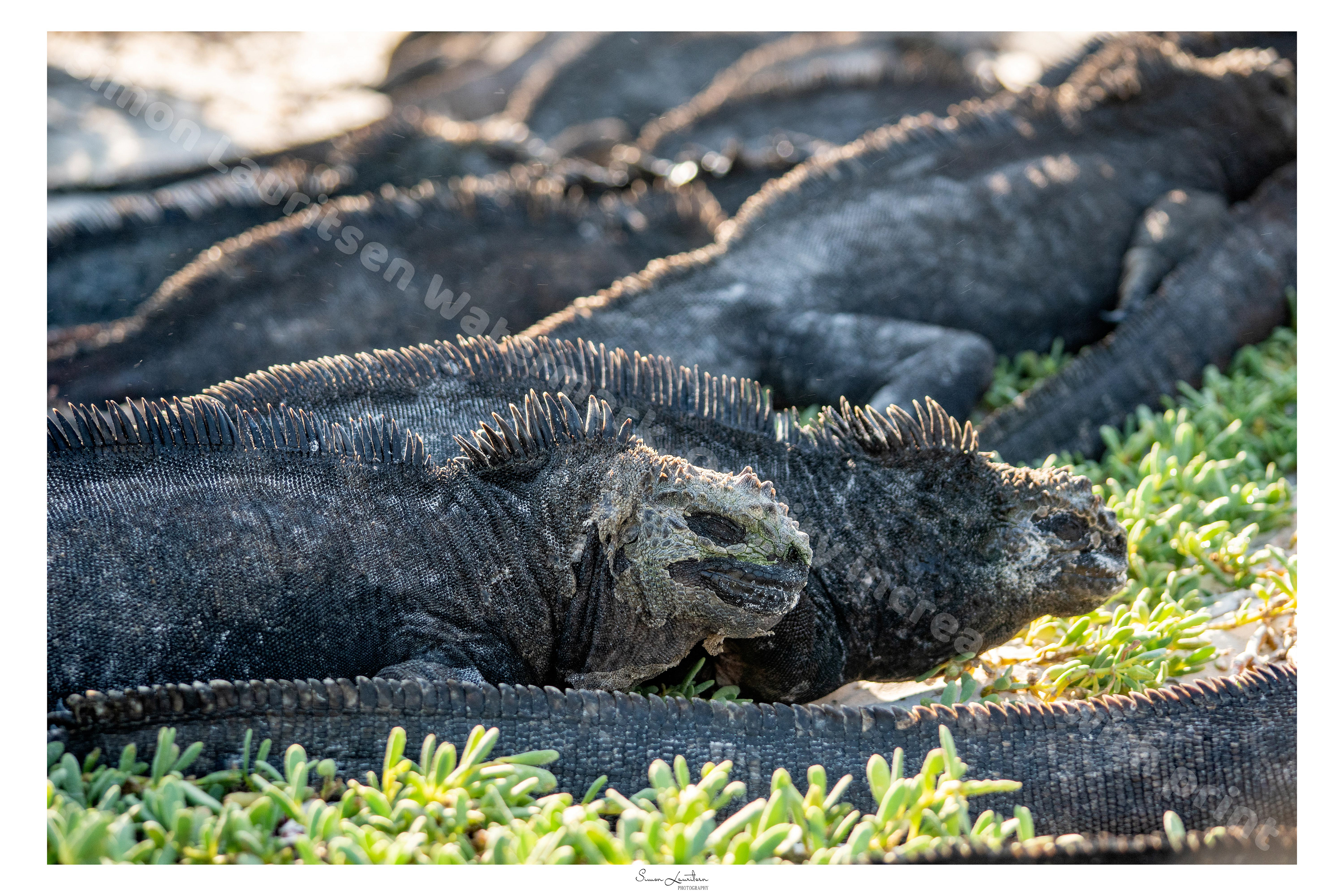 AN-12: After taking a swim for food, Marine Iguanas will take some time just sunbathing, to get warm again. They are like snakes, which needs the sun to keep it warm.