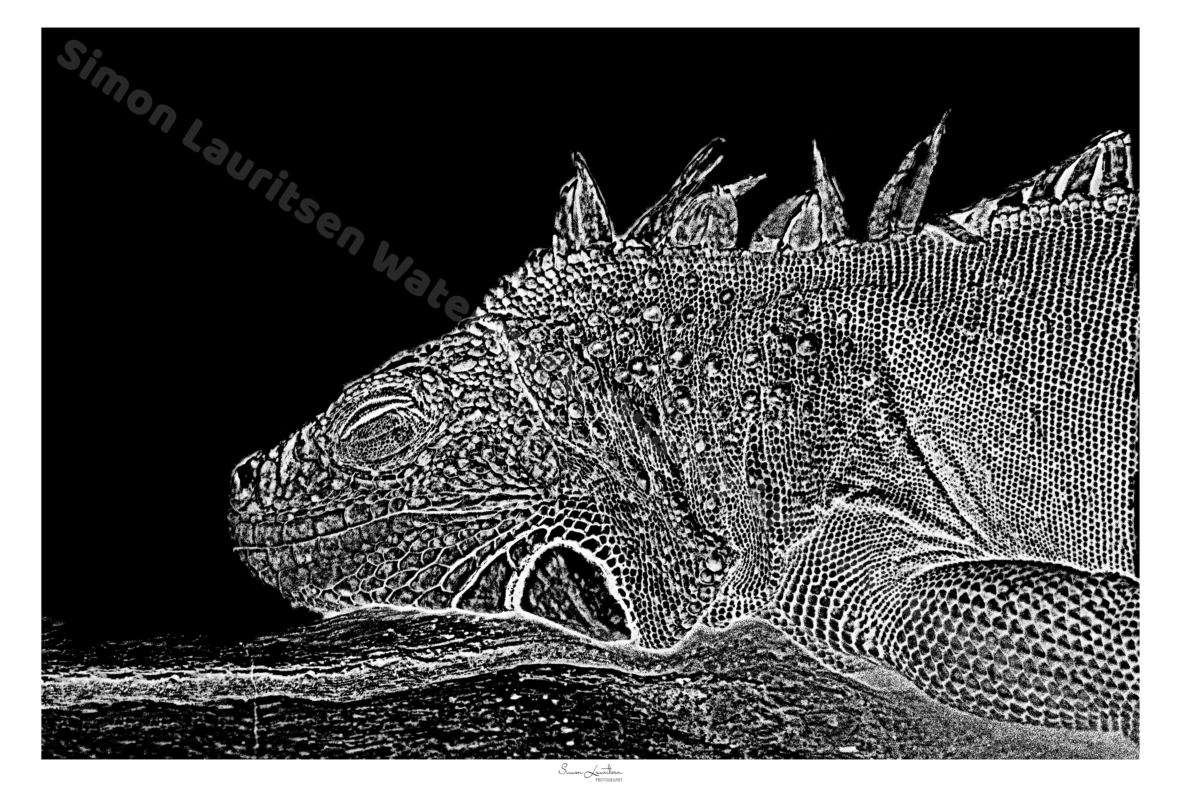 BE-7 : Found this lazy lizard, and got so relaxed looking at it!