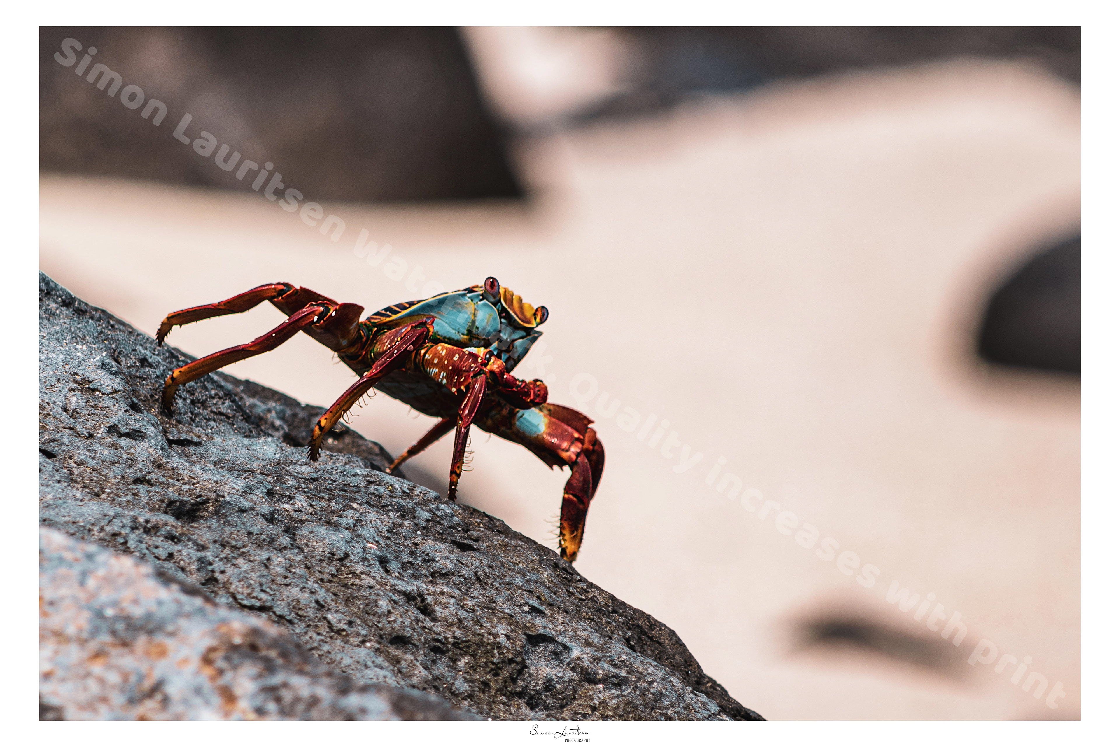 AN-14: Holy crab this is a cool one ;) They Live on the Galapagos islands, and will actually clean marine iguanas from parasites and other impurities