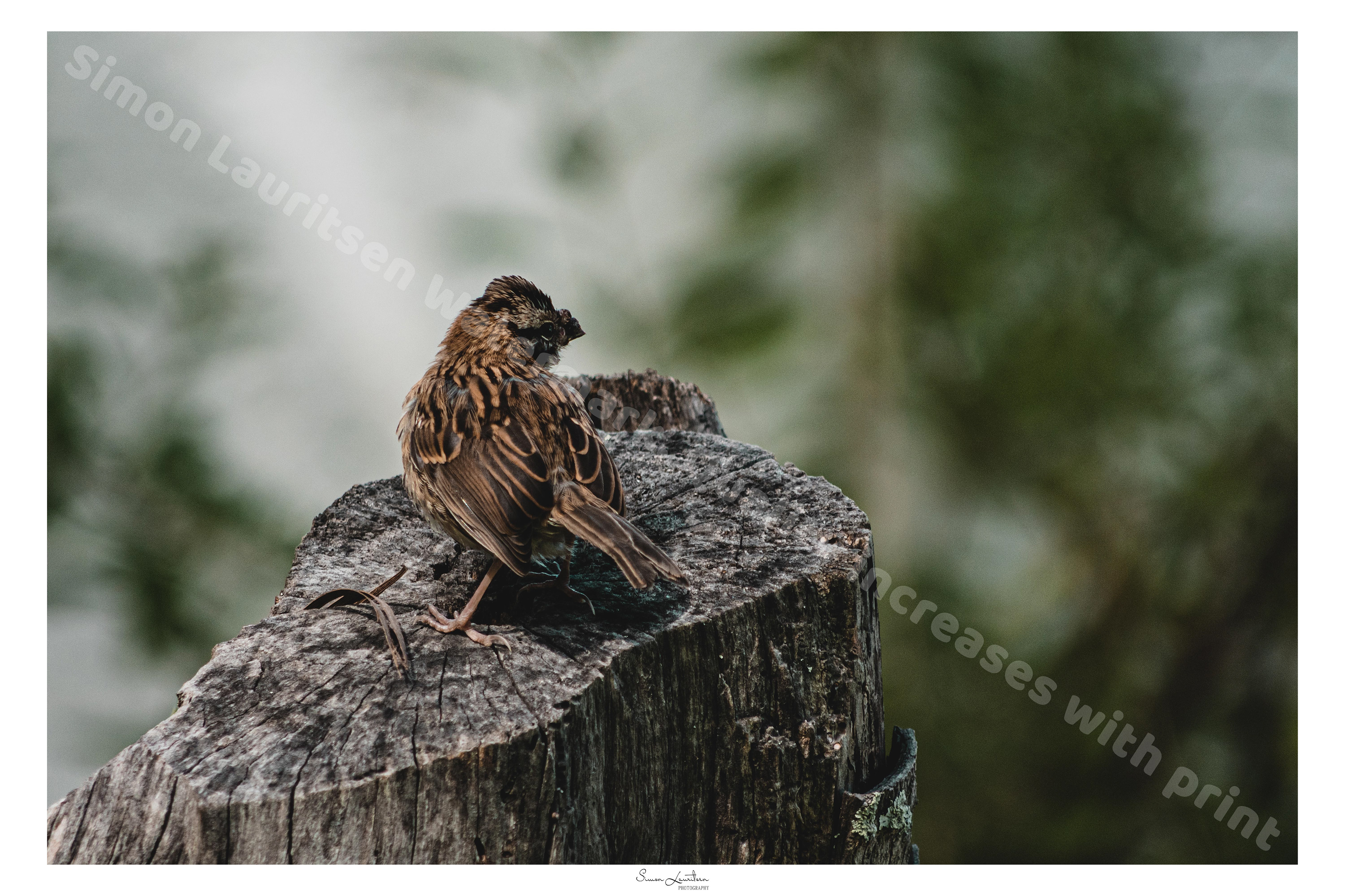 AN-10: I was on a beautiful Farm in Quito-Ecuador. This bird posed for me, so I had to capture it!