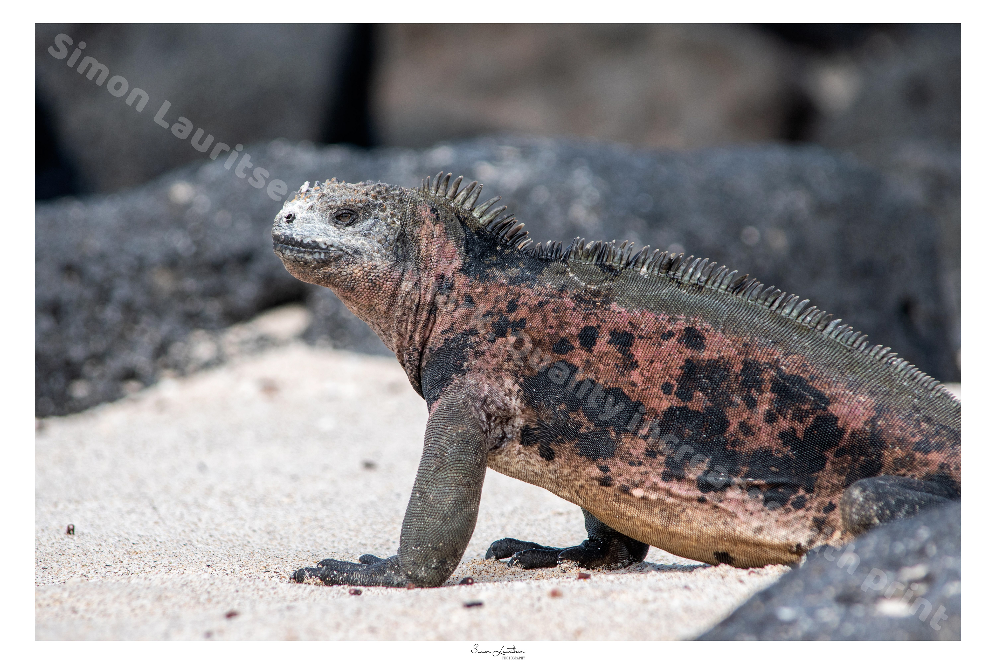 AN-11: This is a Marine Iguana from The Galapagos islands. They are so amazing. They live near the ocean, swimming around to find food such as clams or algae.