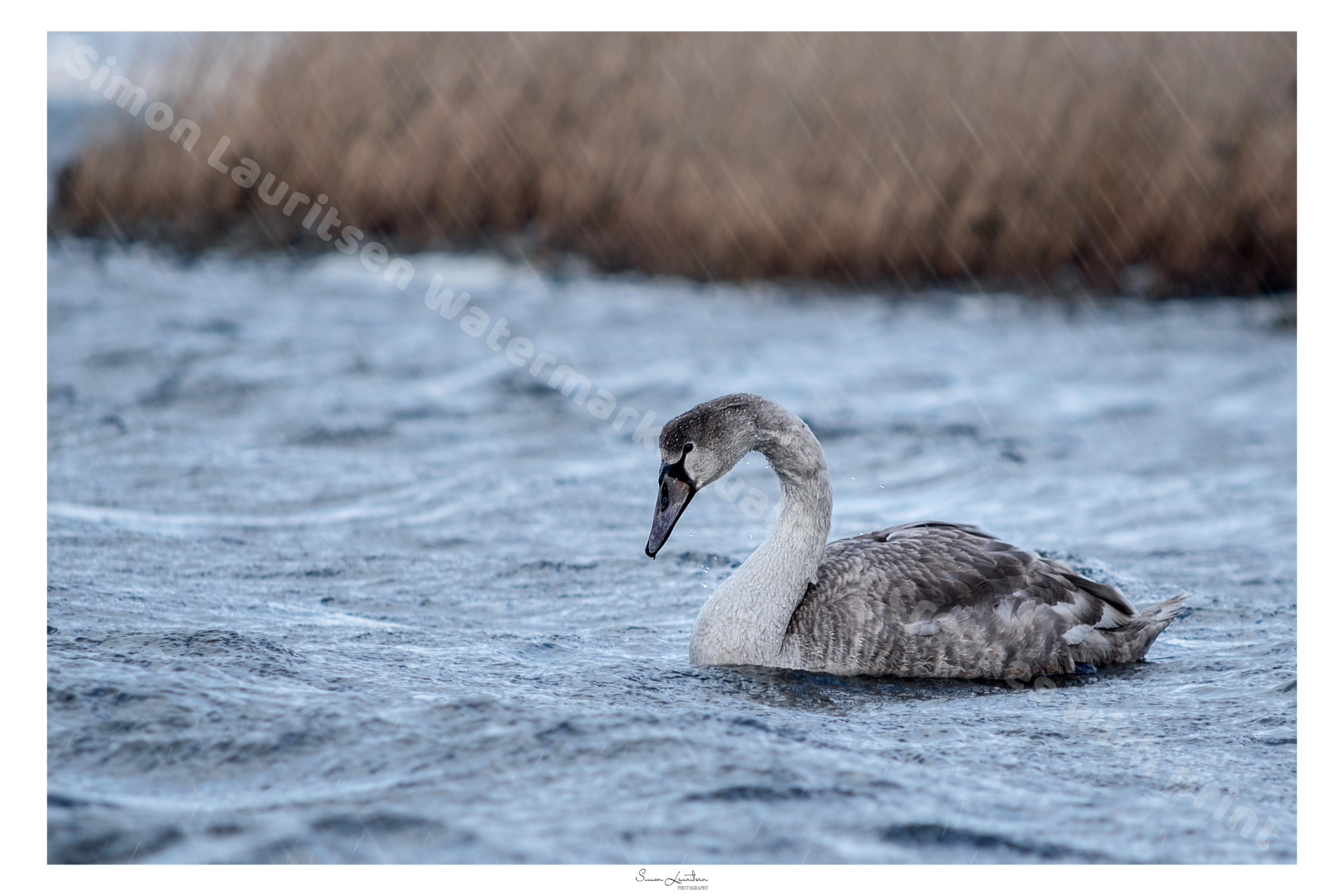 AN-9: H.C.Andersen wrote a lot of national treasures in Denmark. This one is the uglyduckling. A beautiful story of a swan cub, who somehow ended up in the nest of a duck. He didn't fit in and got so sad. Until a beautiful swan mother came with her other swan cubs, and SPOILER ALERT, gets reunited with his mother and siblings.