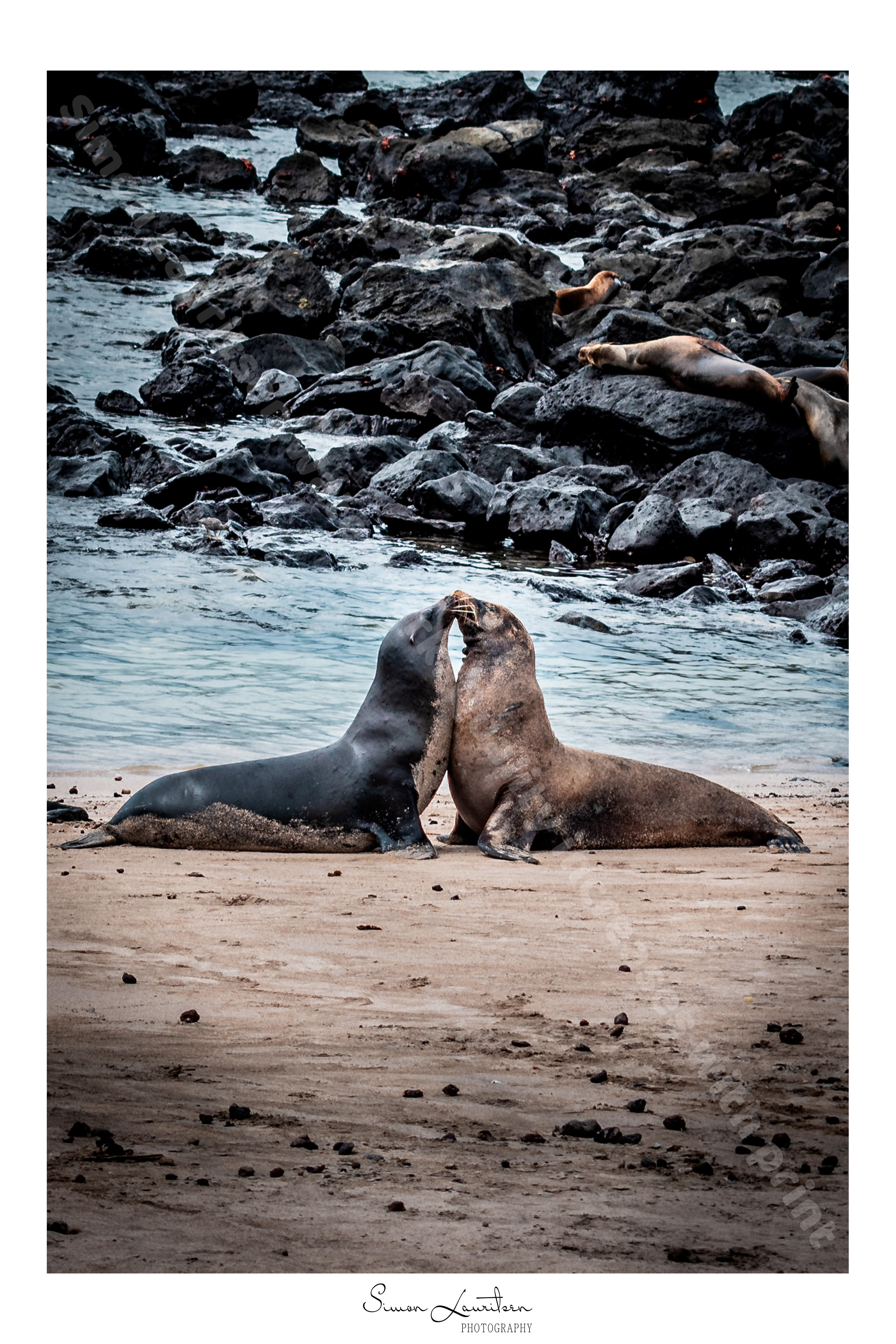 AN-1: This picture is from the Galapagos island called San Cristobal. There are sealions everywhere, and extremely blue water !