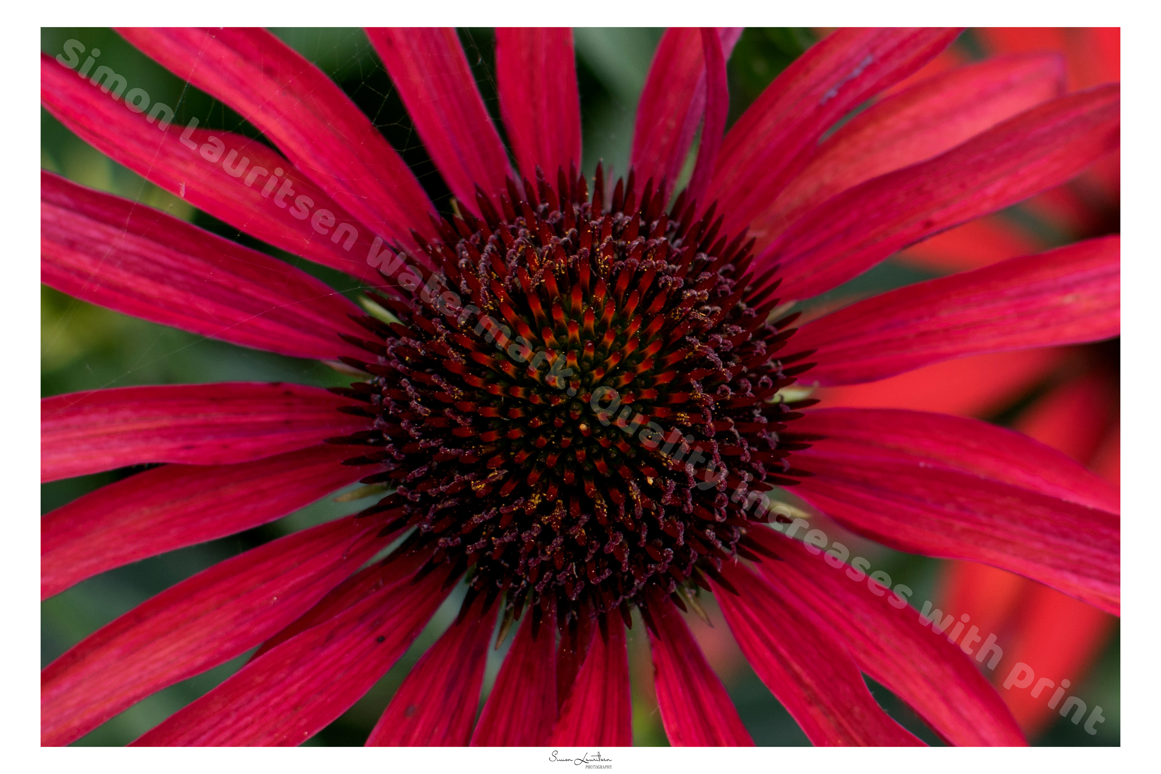 NAT- 6: flower bed