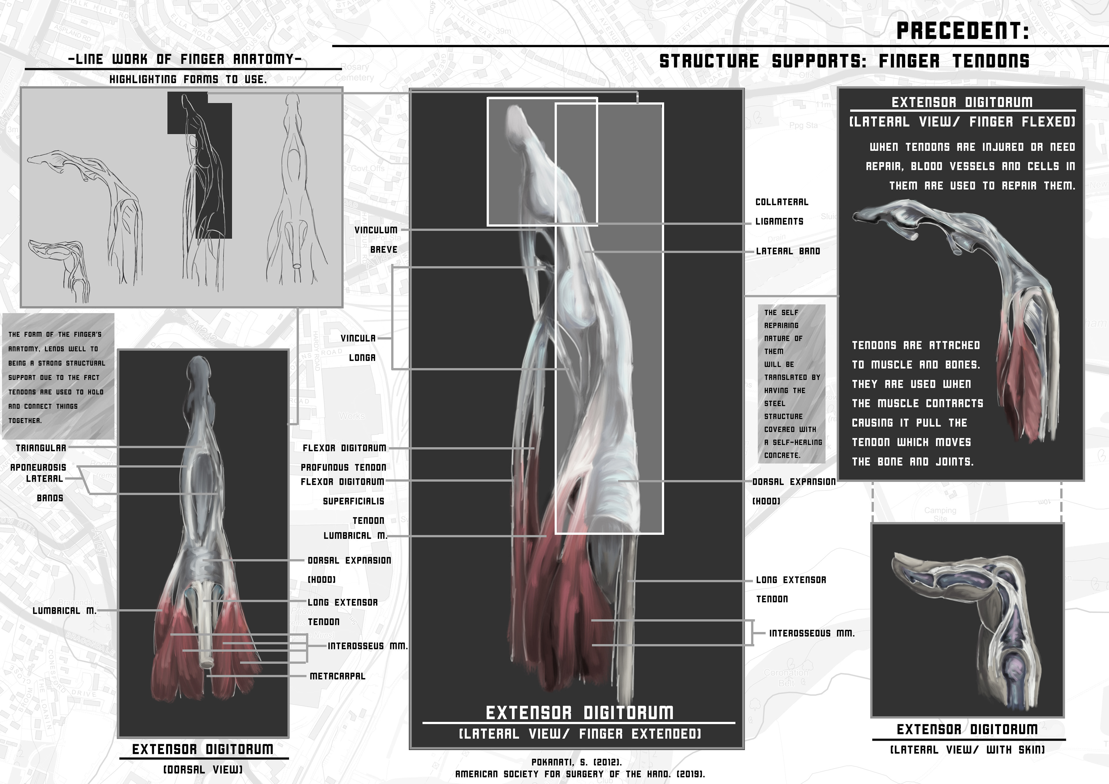 Using the human tendon as a precedent for the bridge supports.