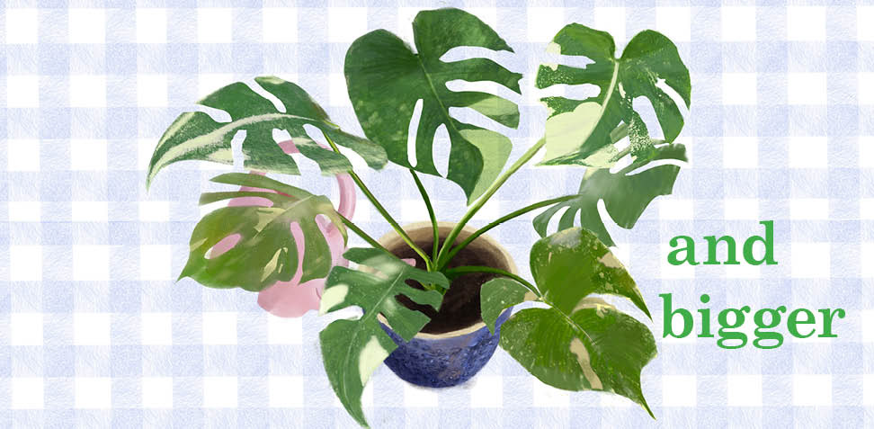 Book Spread, Illustrated with Procreate, Designed with InDesign, March 2026