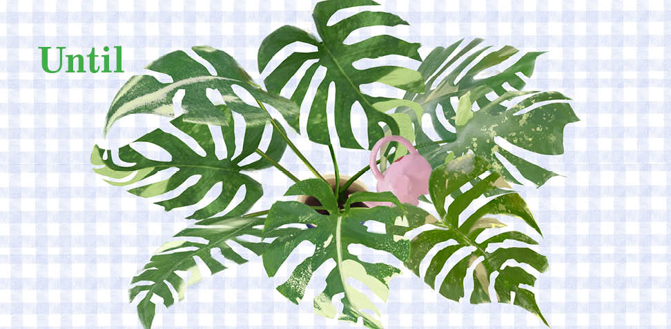 Book Spread, Illustrated with Procreate, Designed with InDesign, March 2026