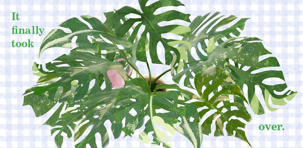 Book Spread, Illustrated with Procreate, Designed with InDesign, March 2026