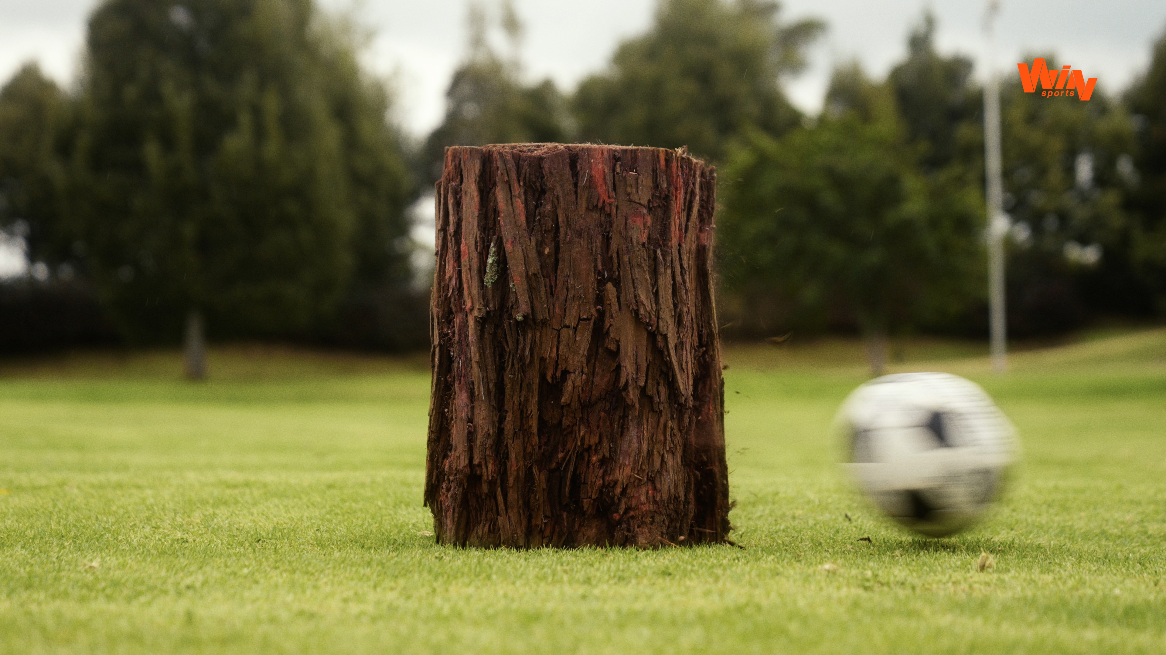 Día del Árbol