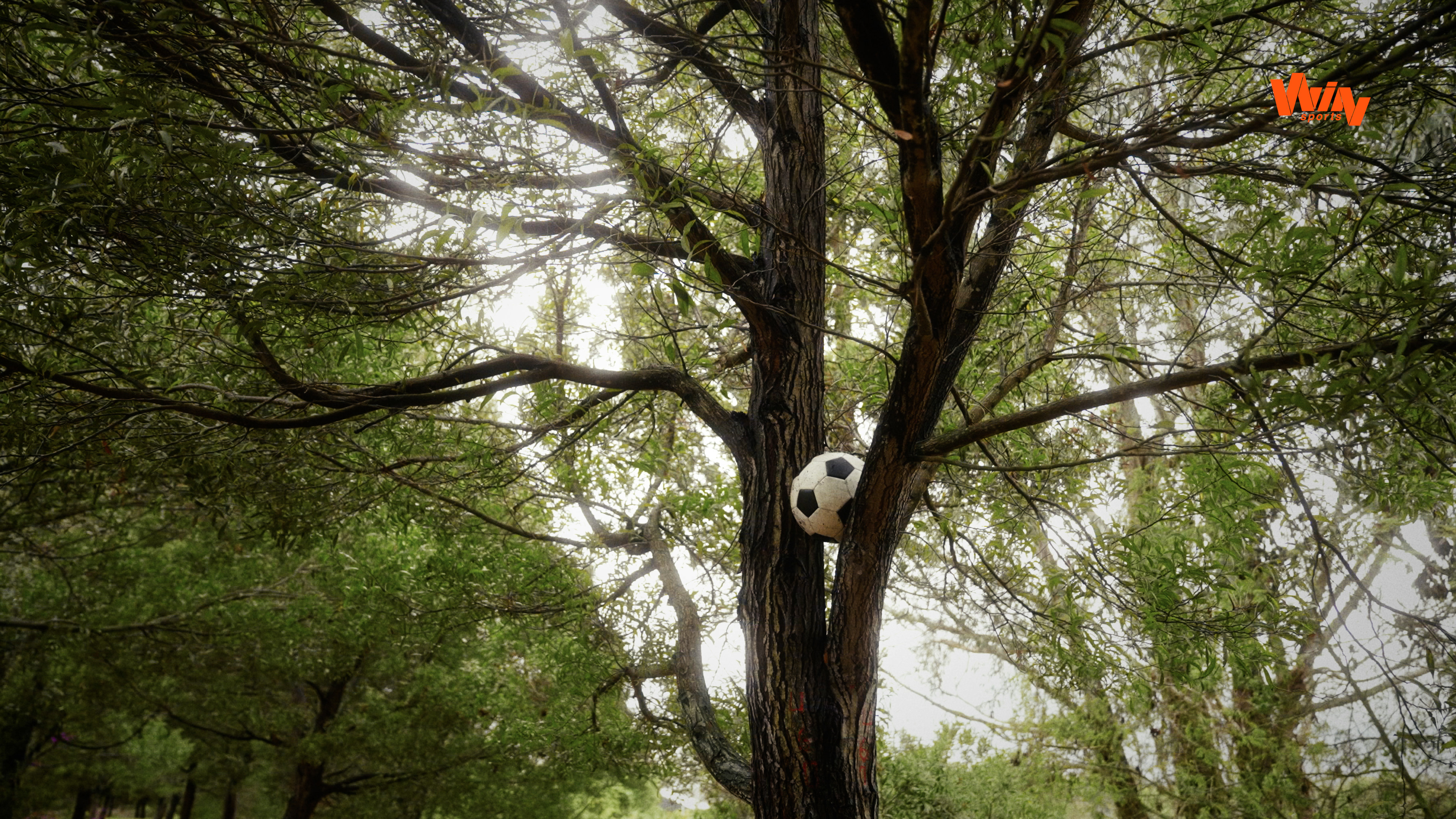 Día del Árbol