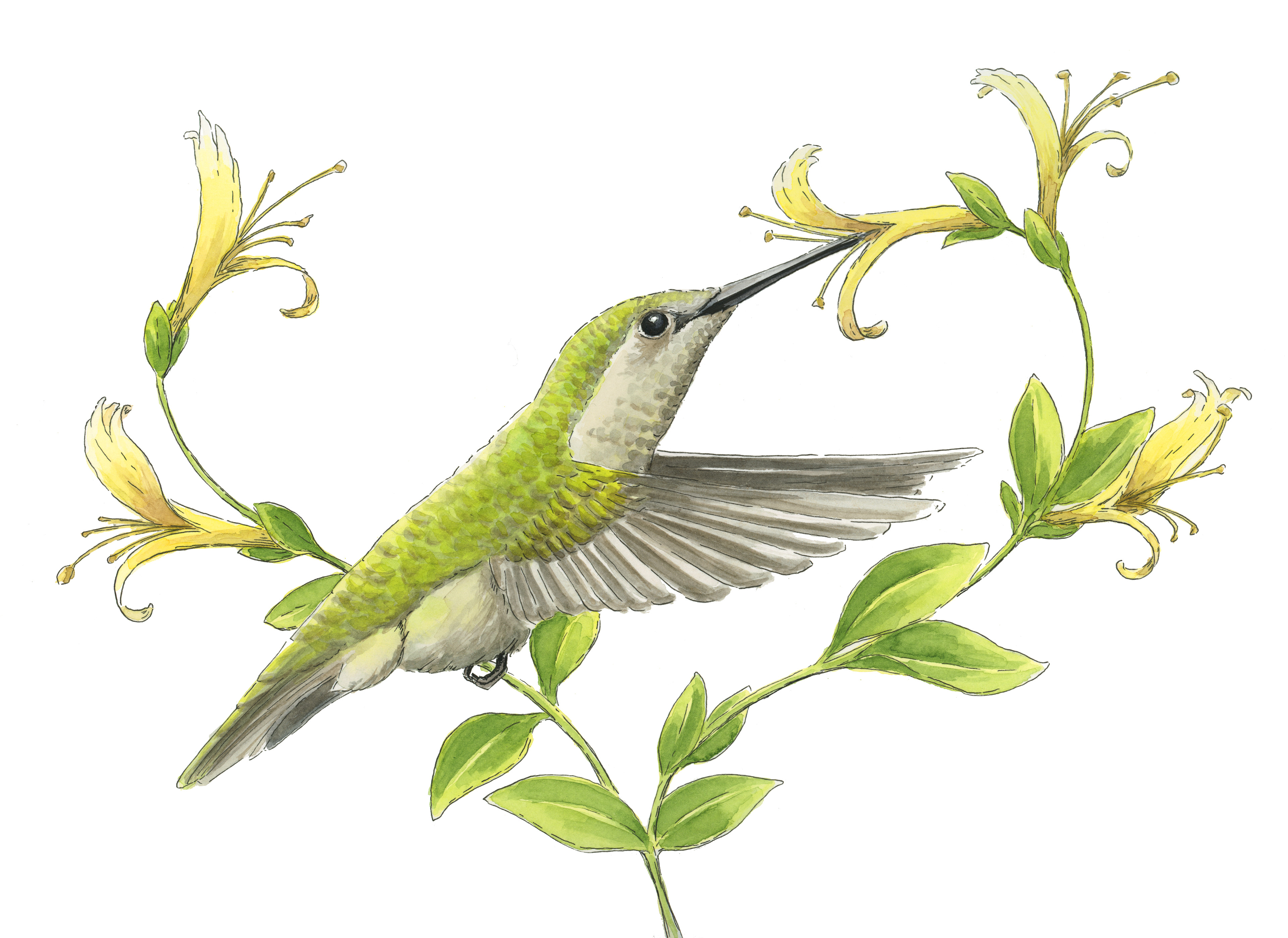Hummingbird