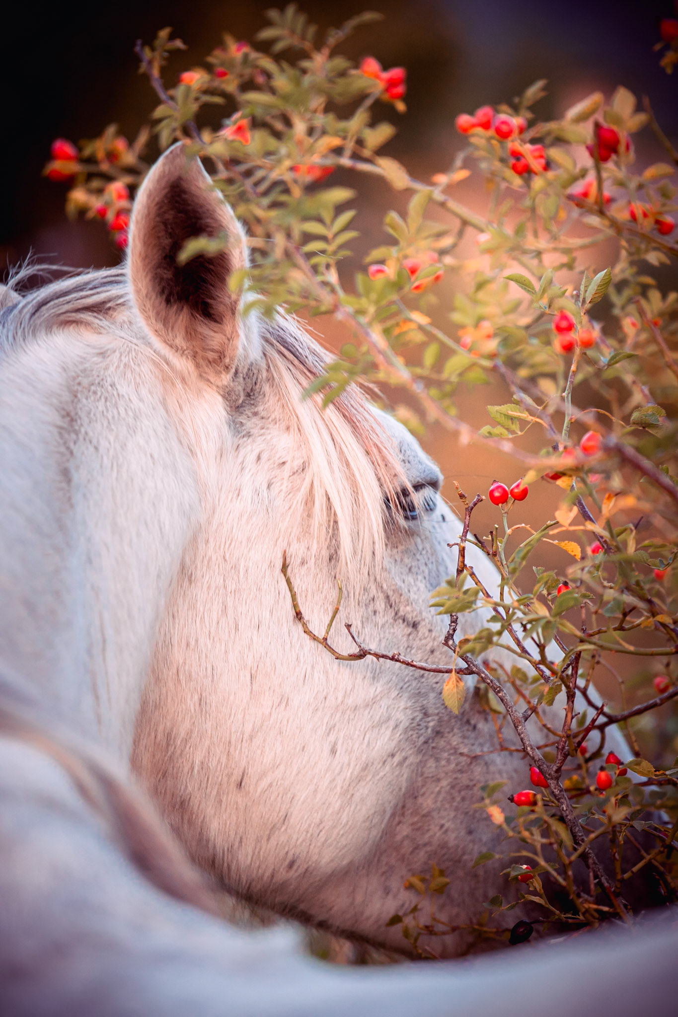 Etudes equestres - n°12