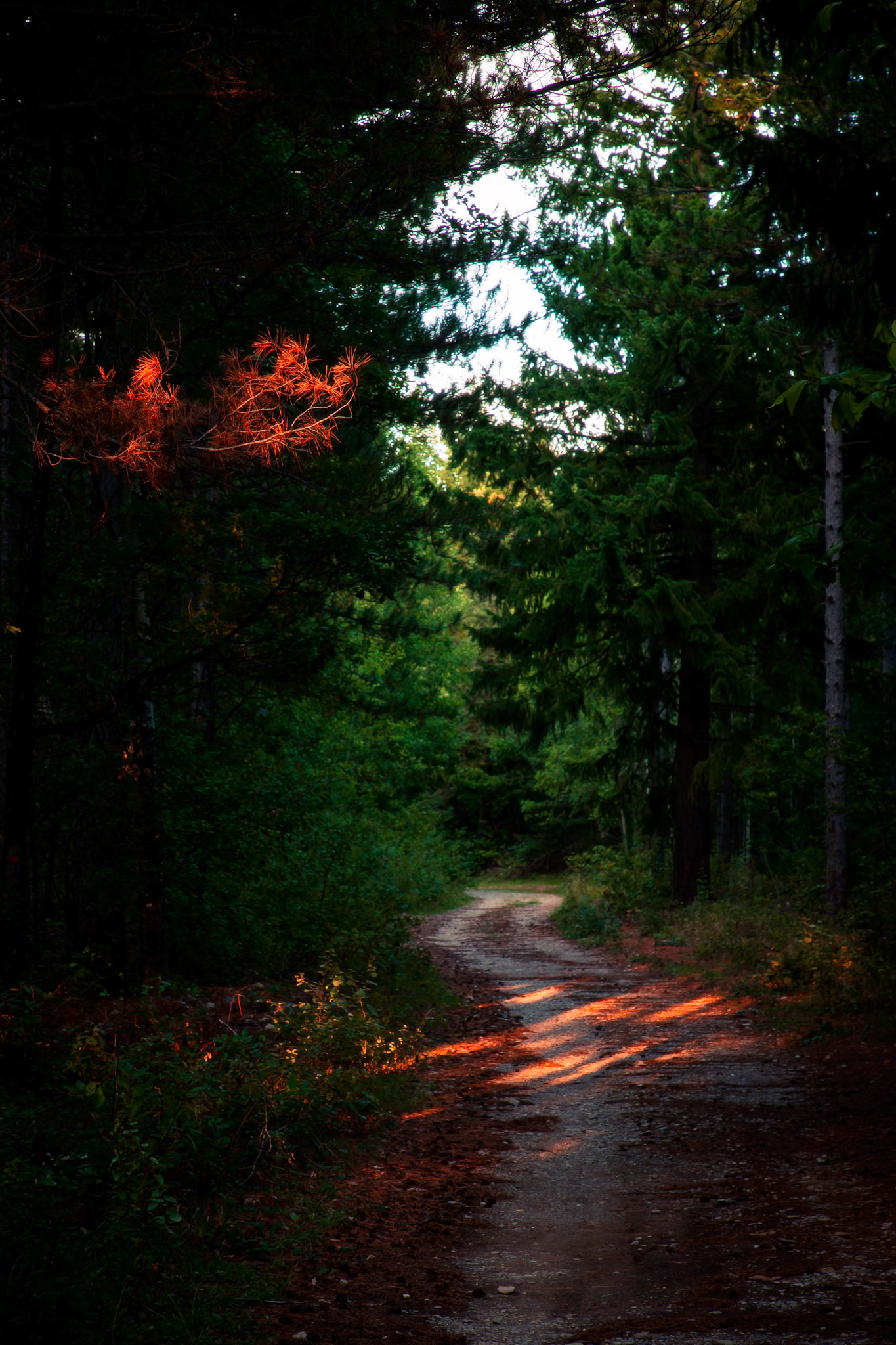 La forêt des Eygaux - n°12