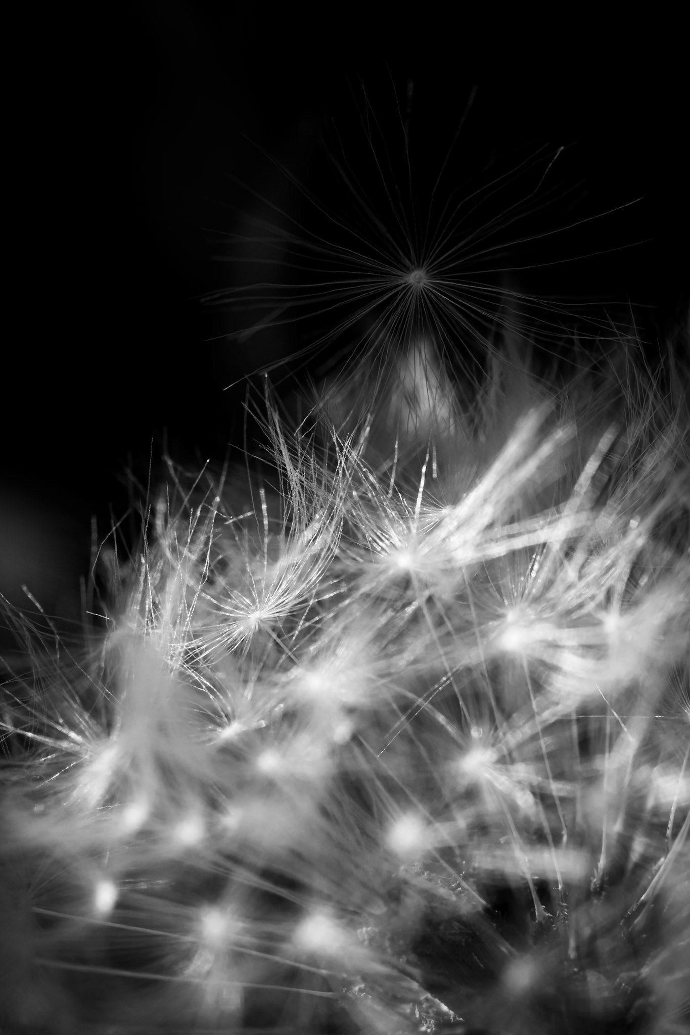 La décadence du pissenlit - n°02