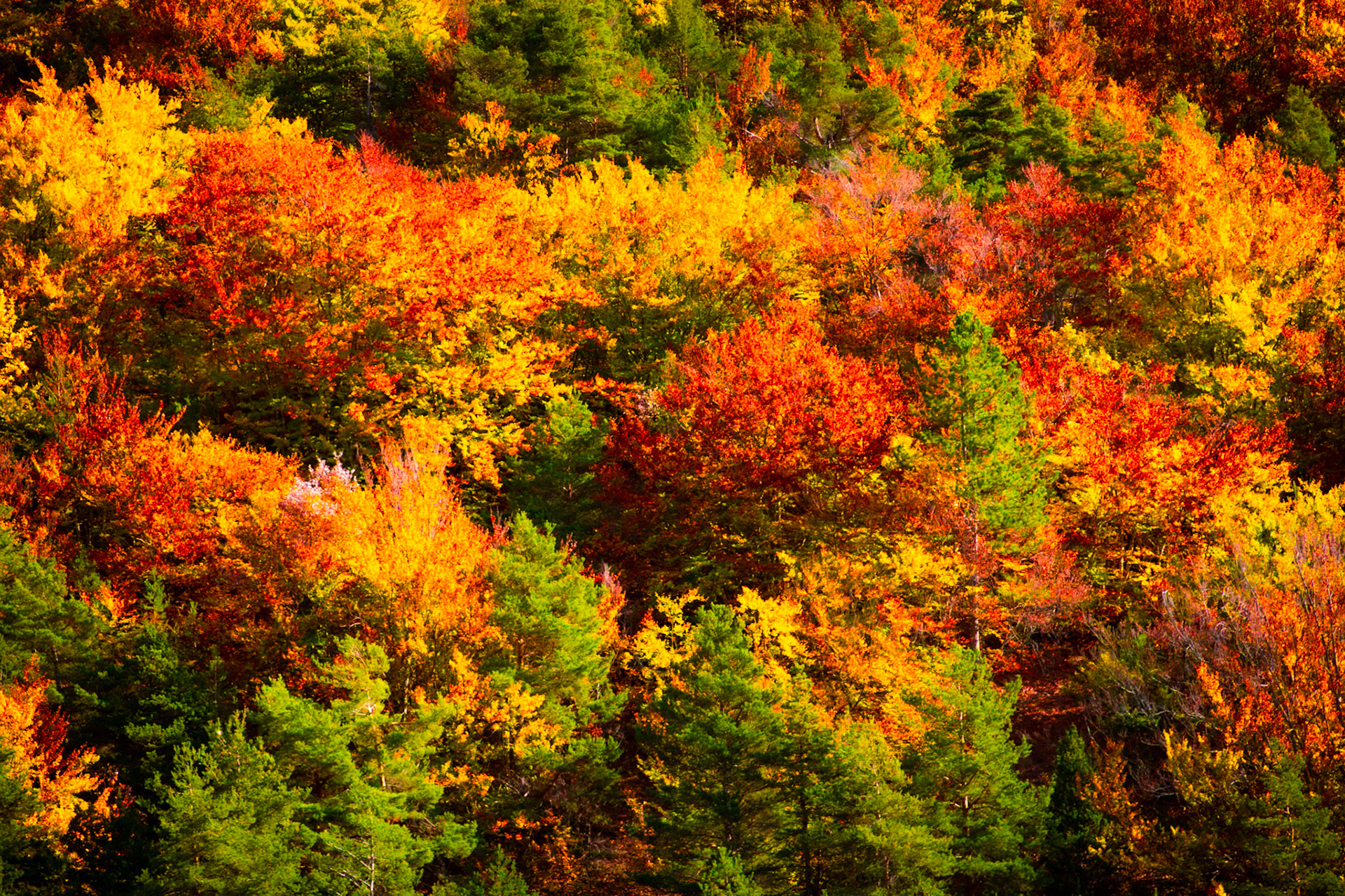 Ambiance automnale - n°09