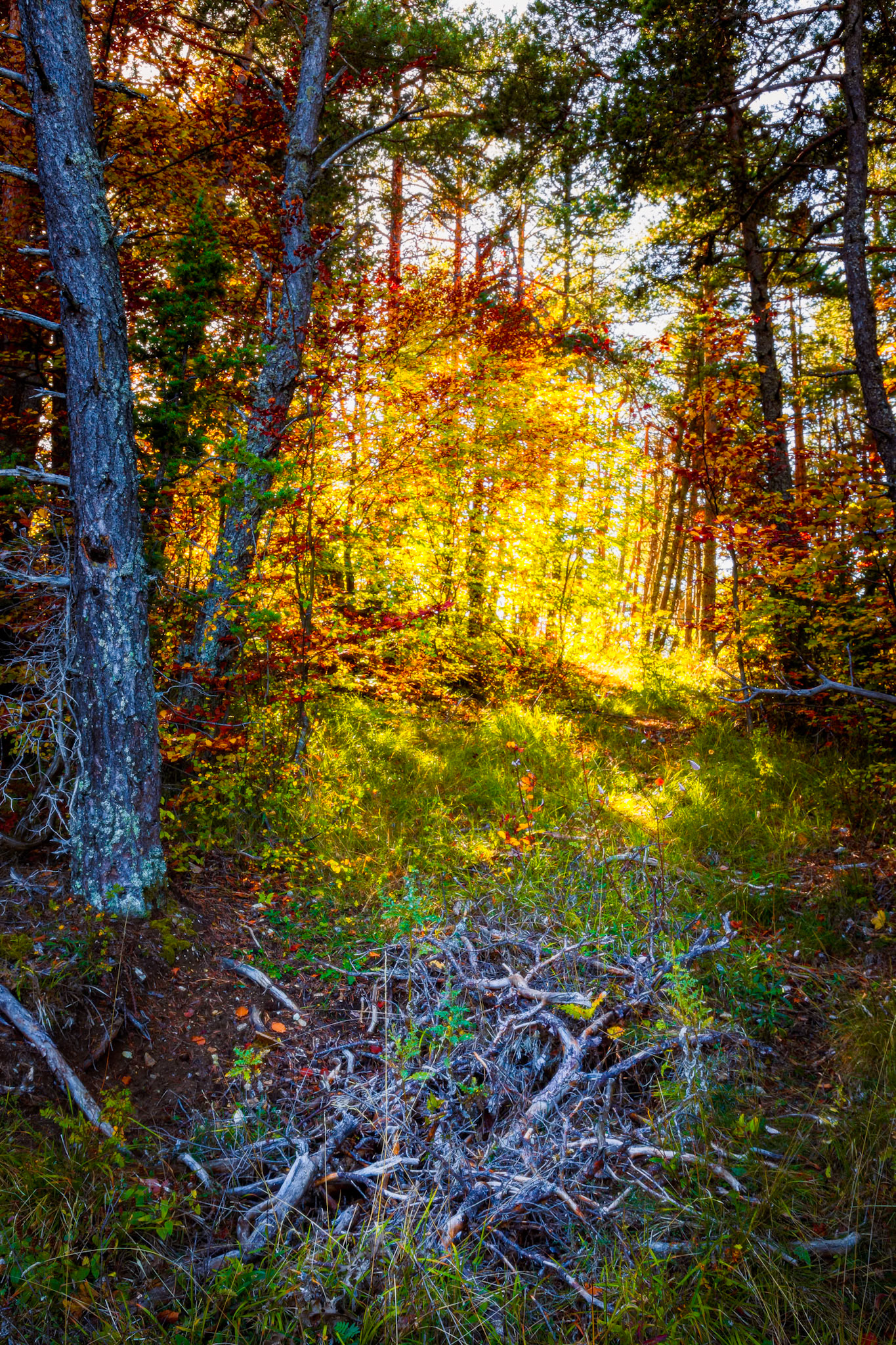 Ambiance automnale - n°10