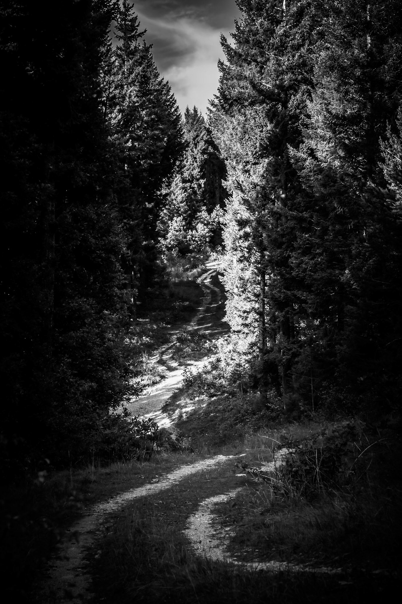 La forêt des Eygaux - n°08