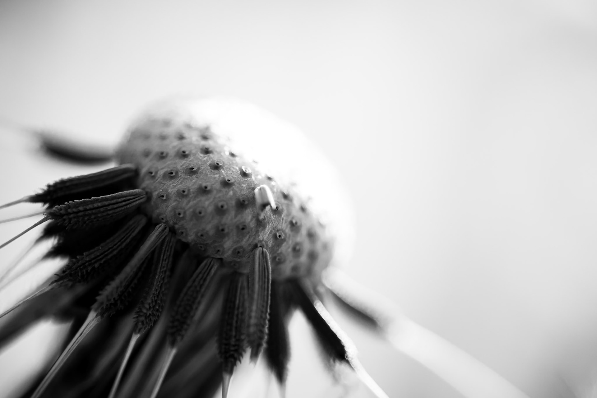 La décadence du pissenlit - n°08