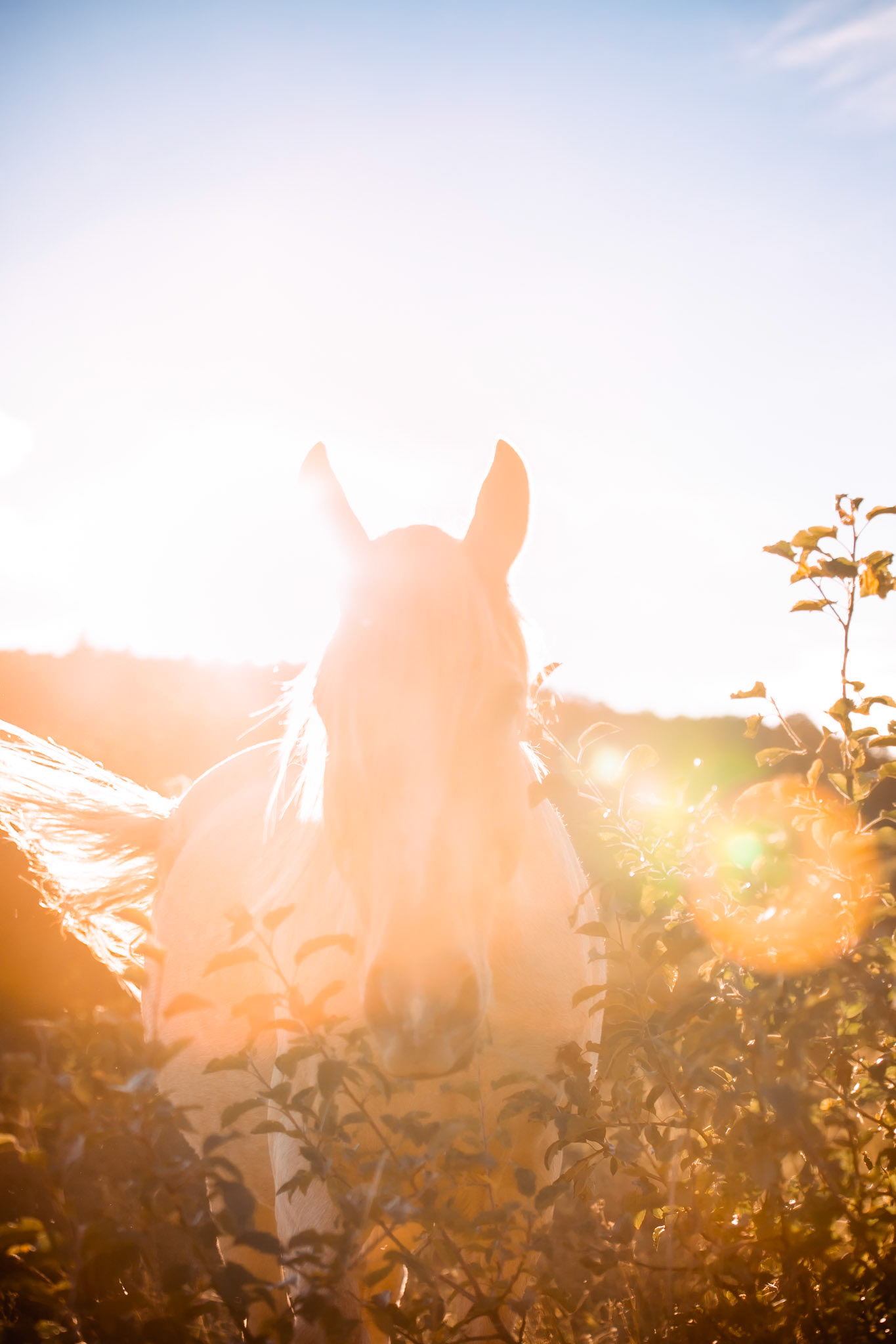 Etudes equestres - n°02