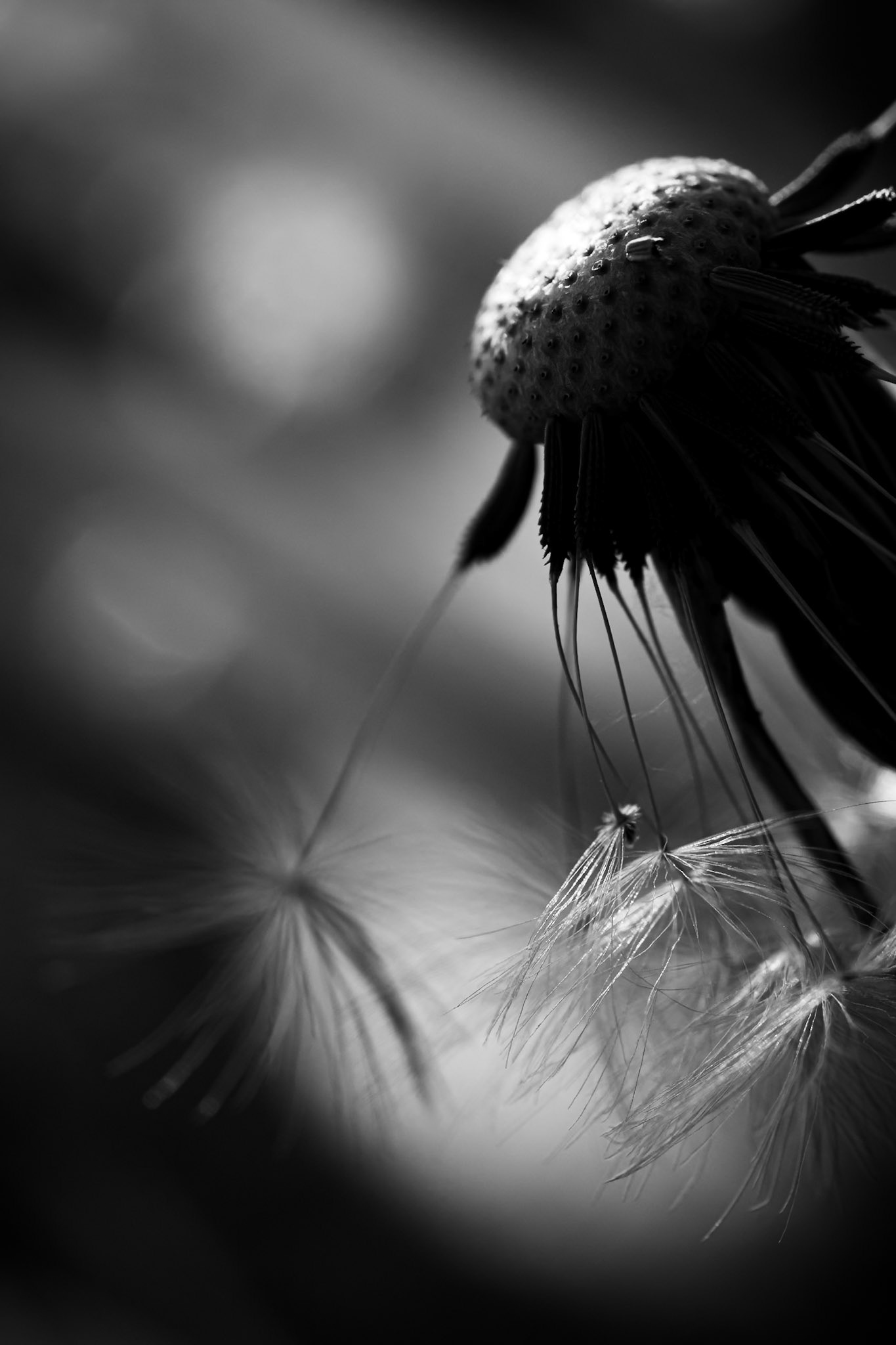 La décadence du pissenlit - n°07