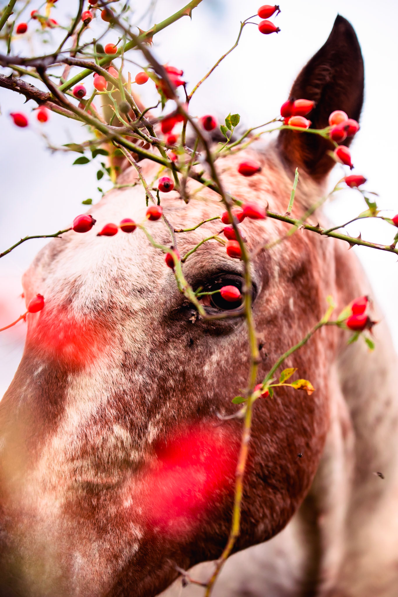 Etudes equestres - n°01