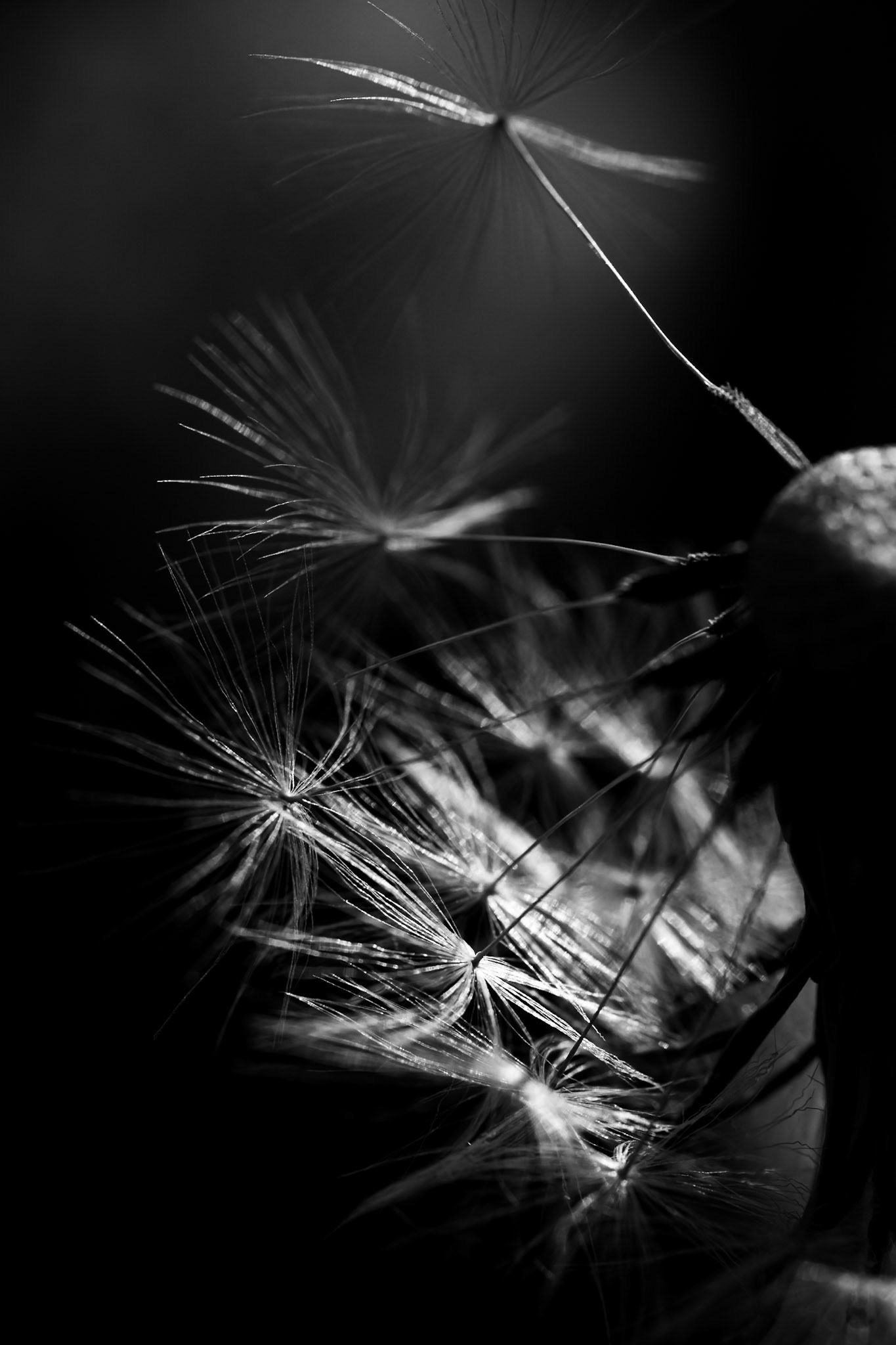 La décadence du pissenlit - n°04