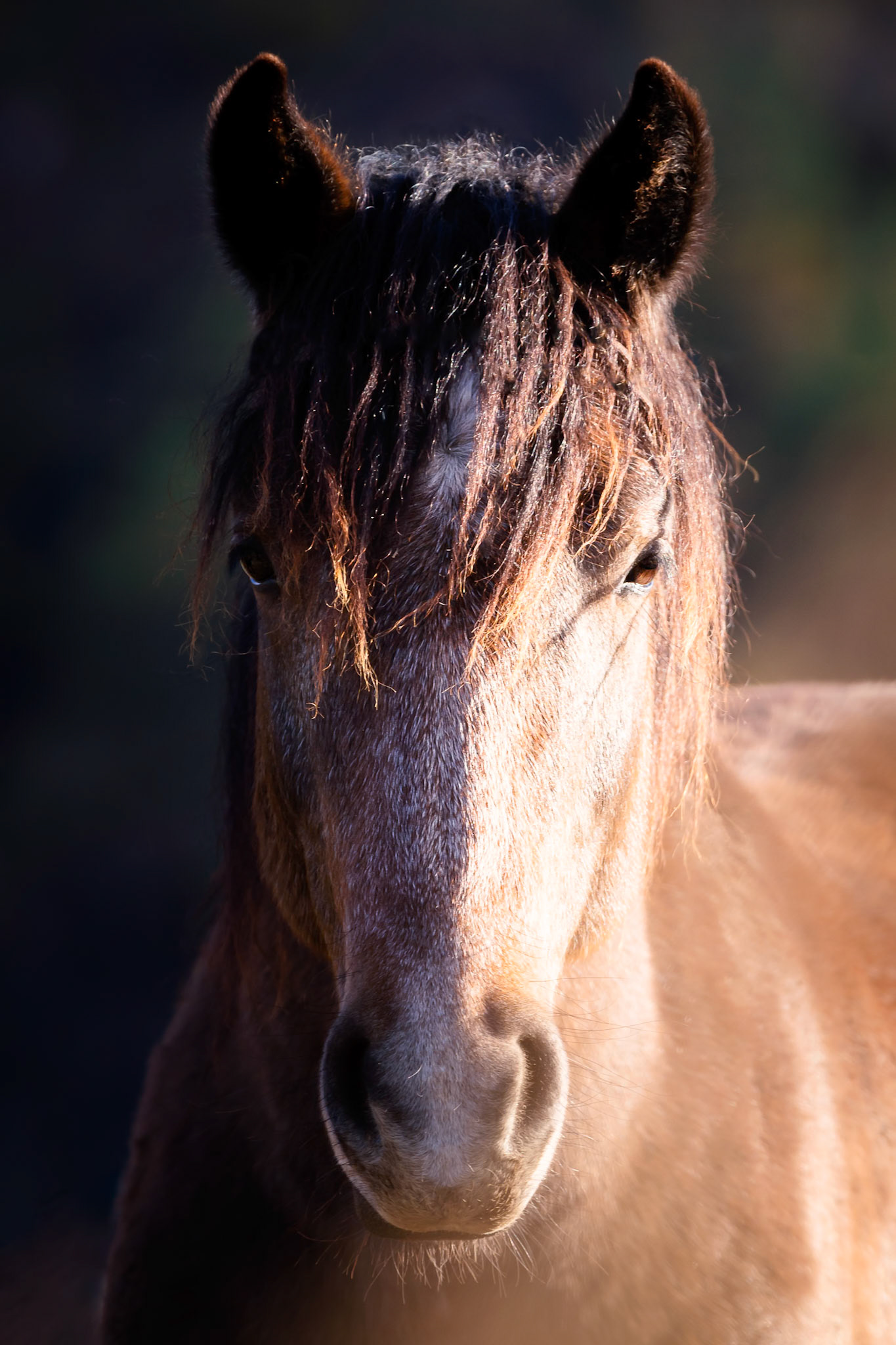 Etudes equestres - n°11