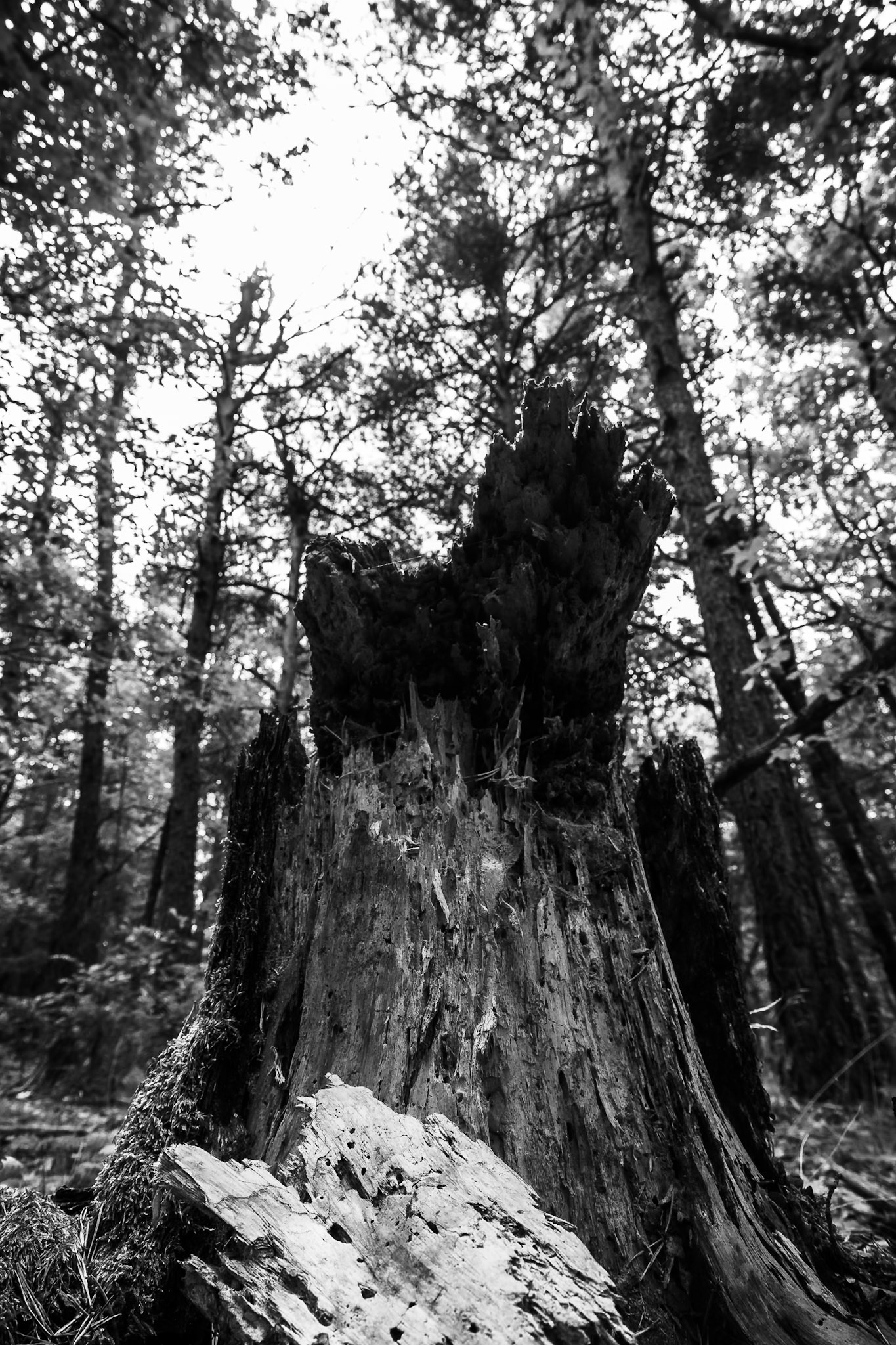 La forêt des Eygaux - n°02