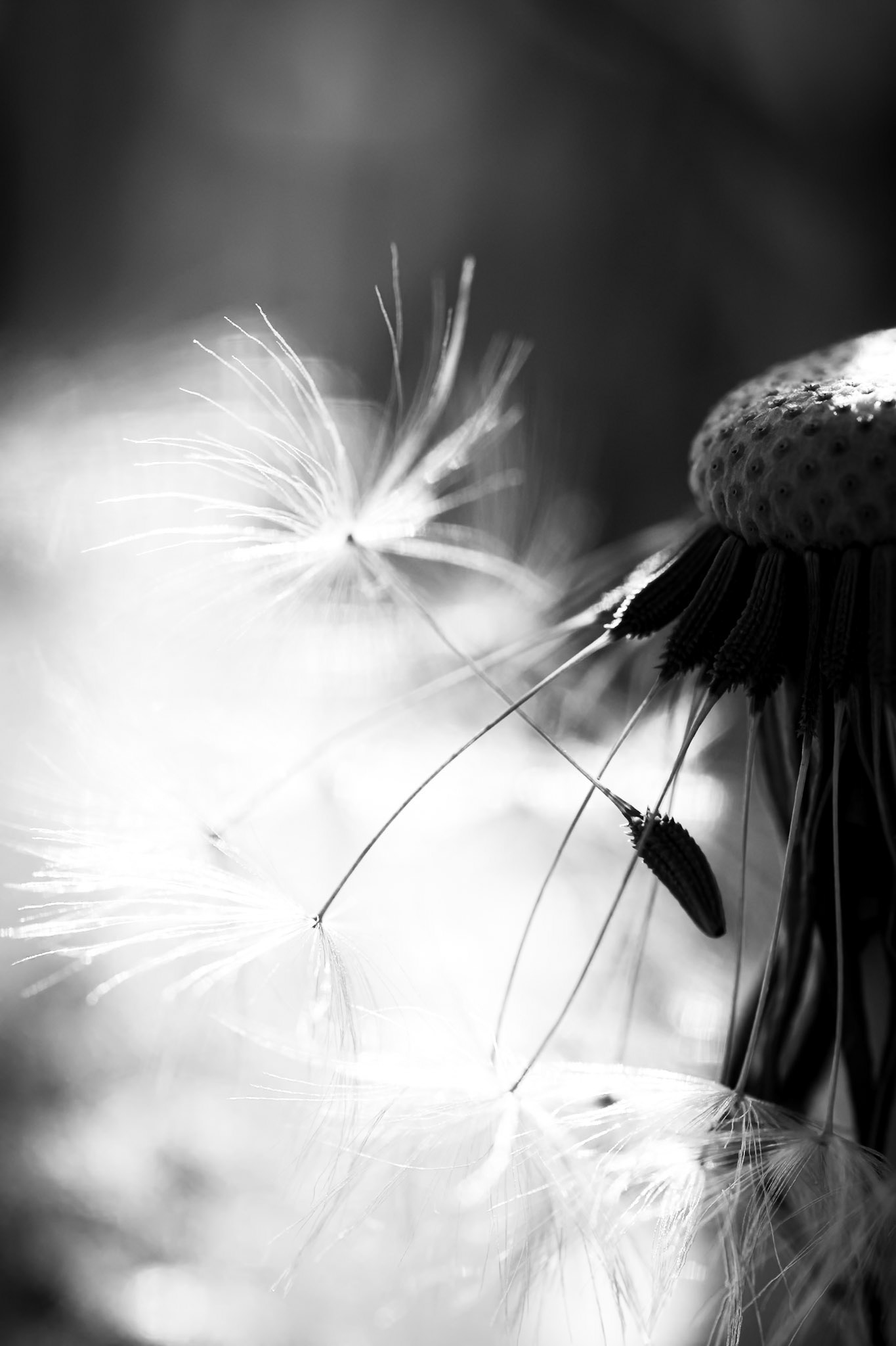 La décadence du pissenlit - n°09