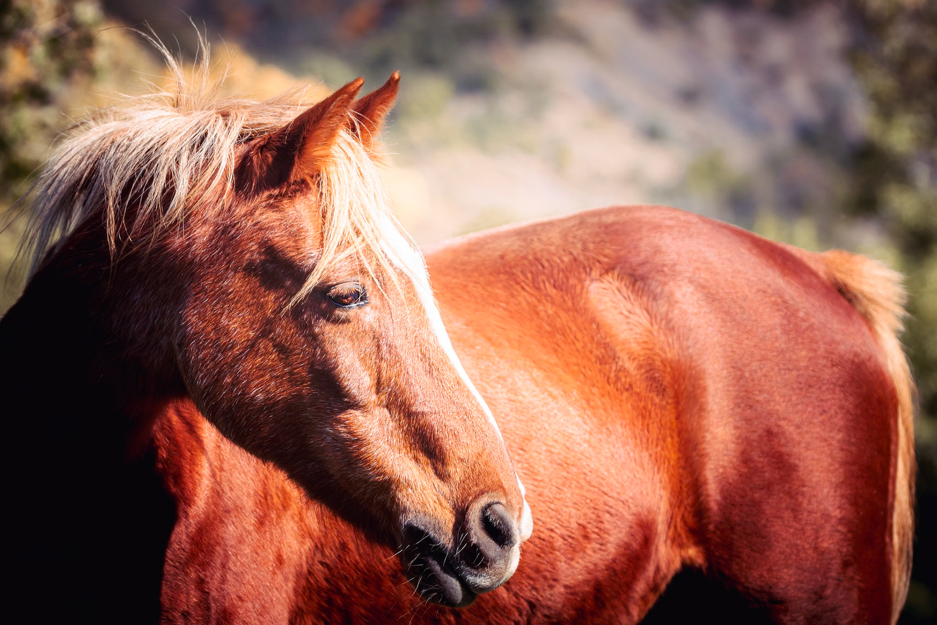 Etudes equestres - n°06