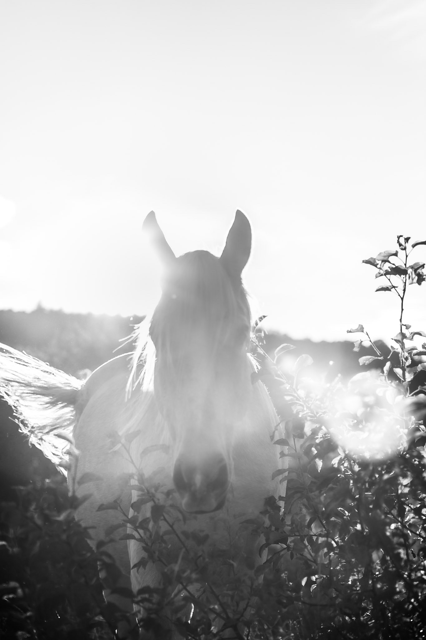 Etudes equestres - n°02