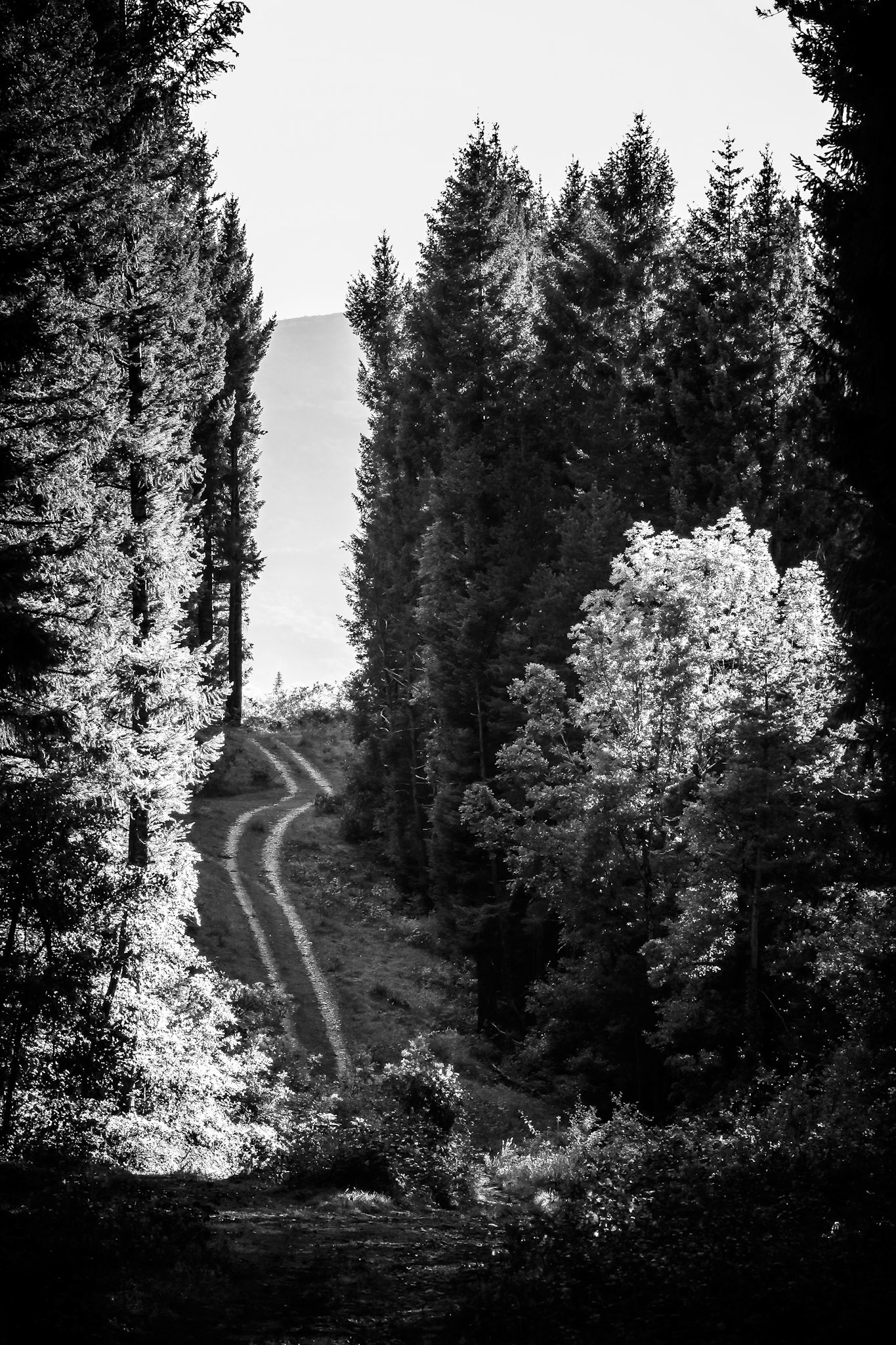 La forêt des Eygaux - n°10