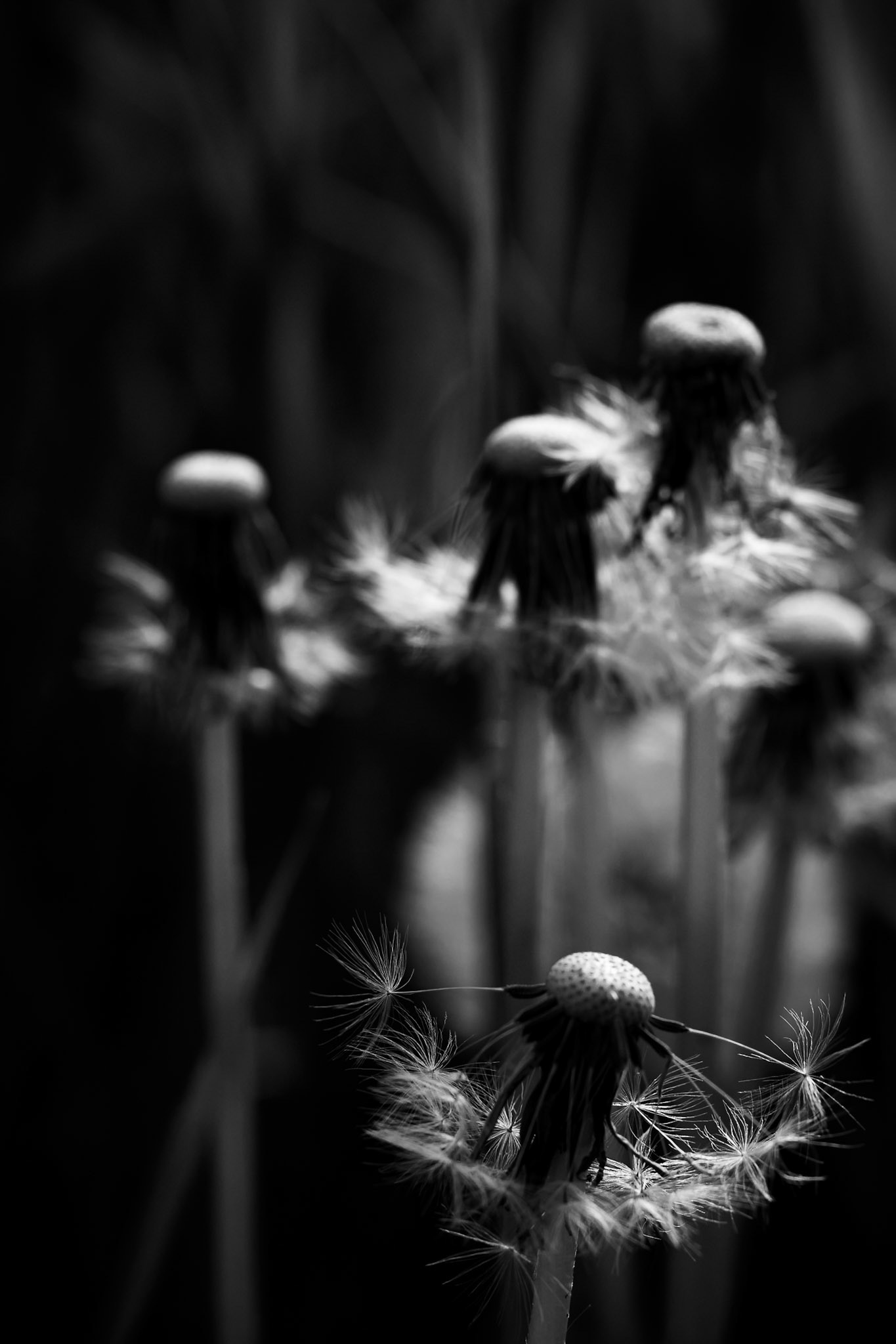 La décadence du pissenlit - n°11