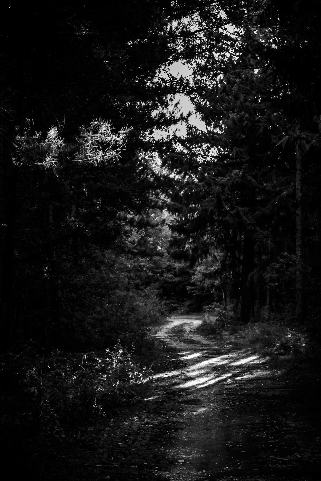 La forêt des Eygaux - n°12