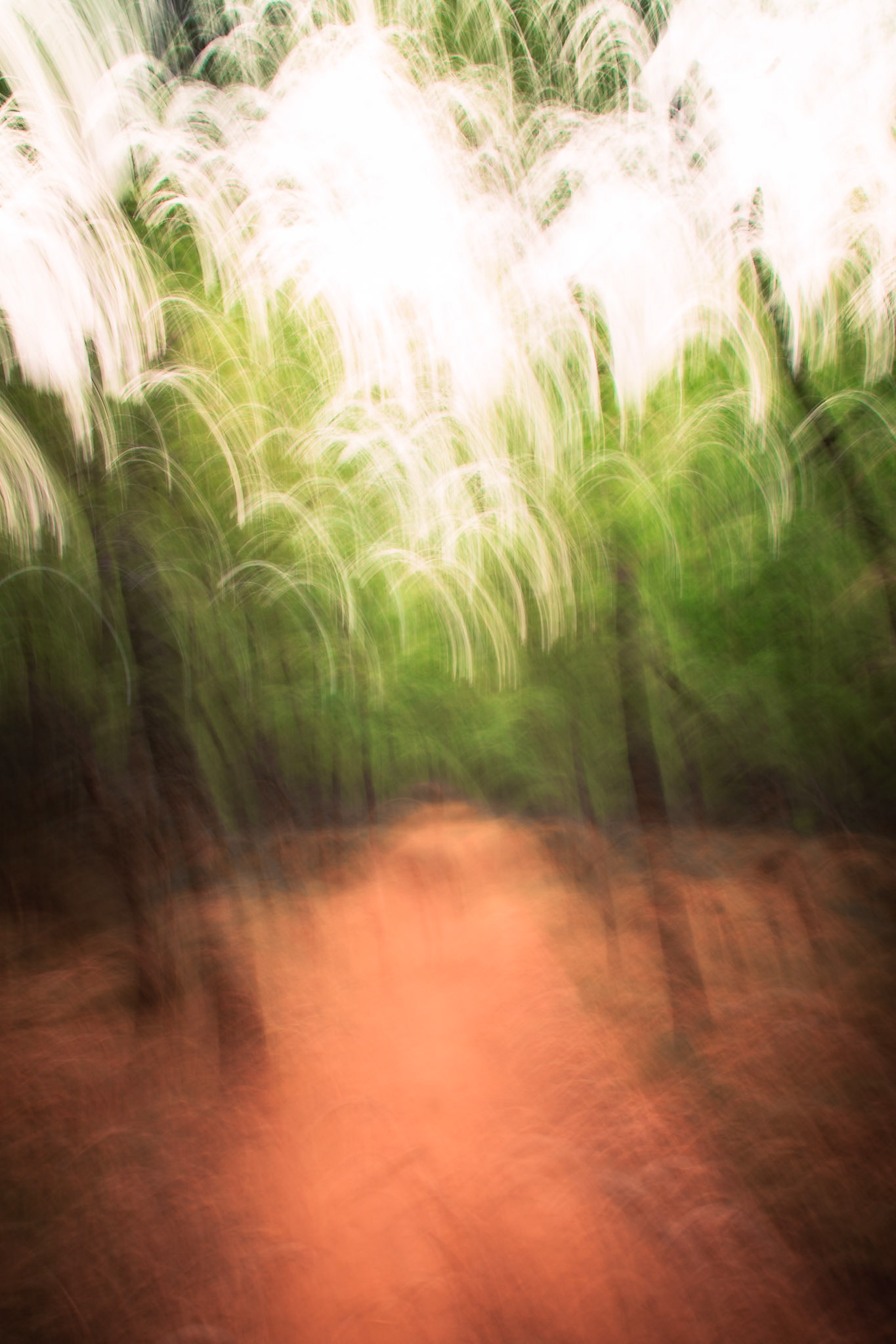 Forêts abstraites - n°12