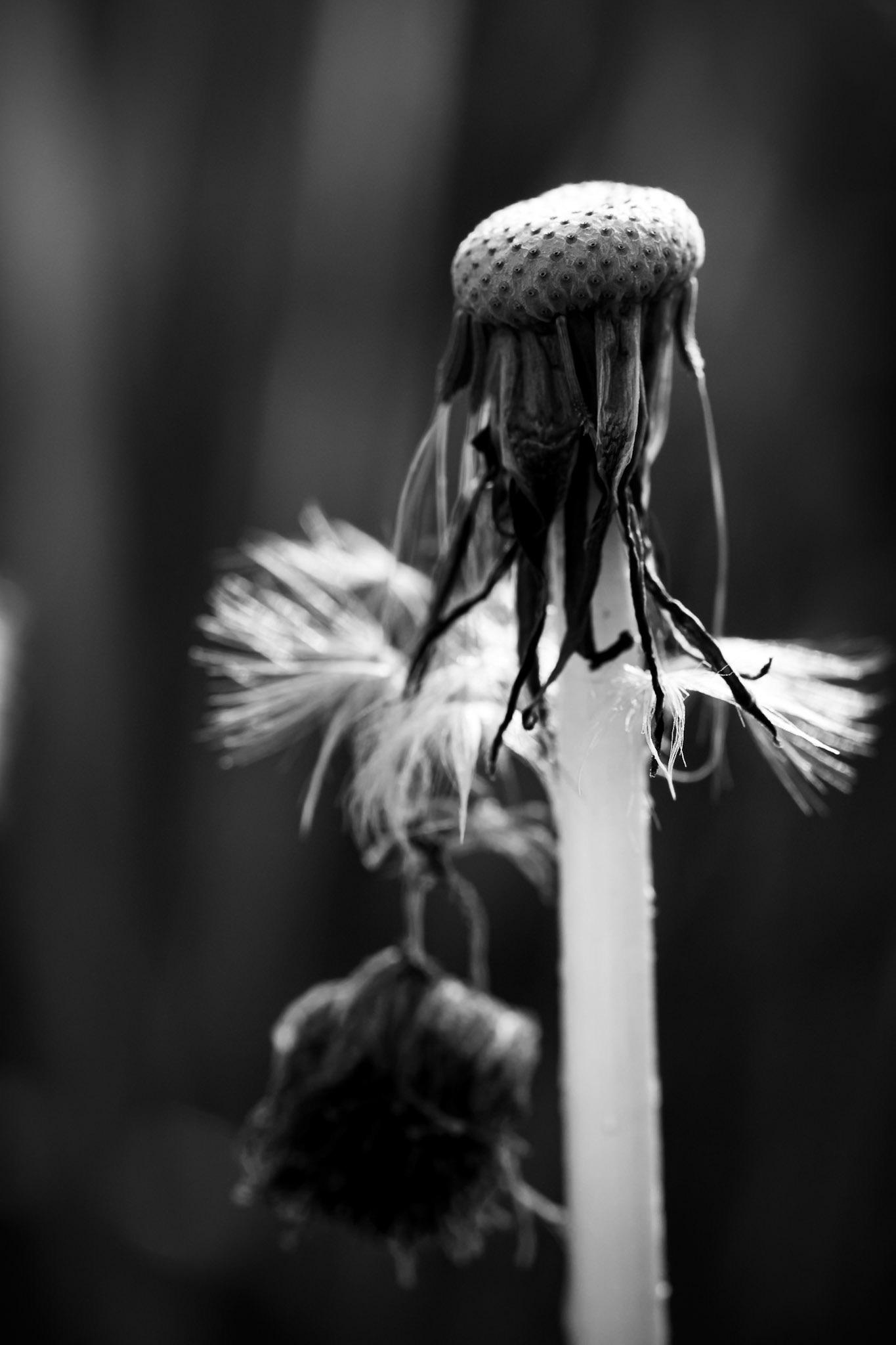 La décadence du pissenlit - n°03