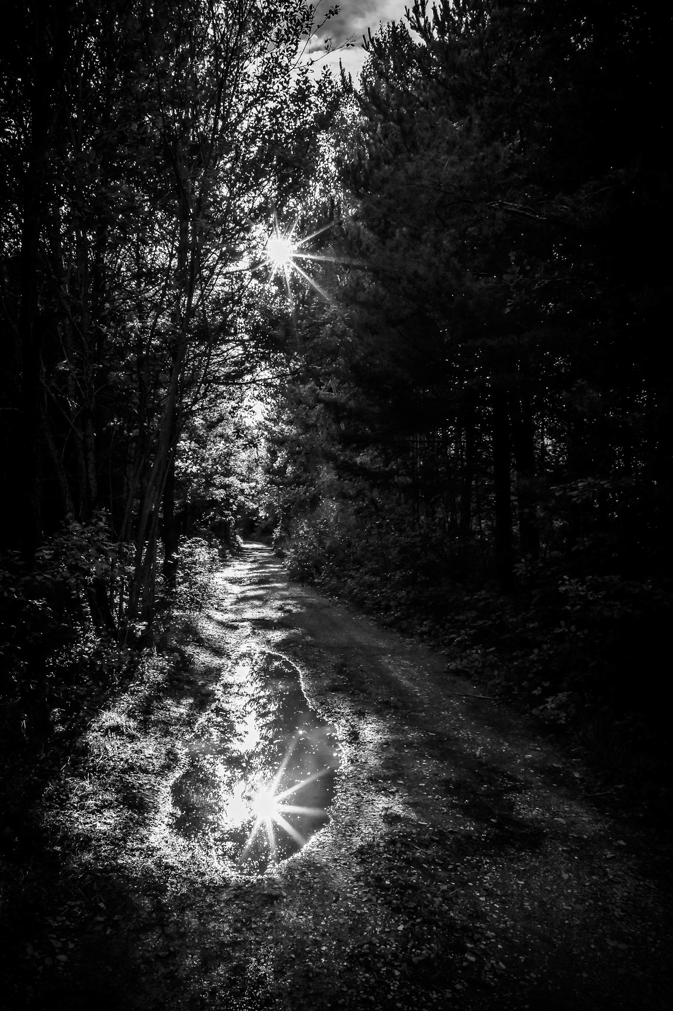 La forêt des Eygaux - n°05