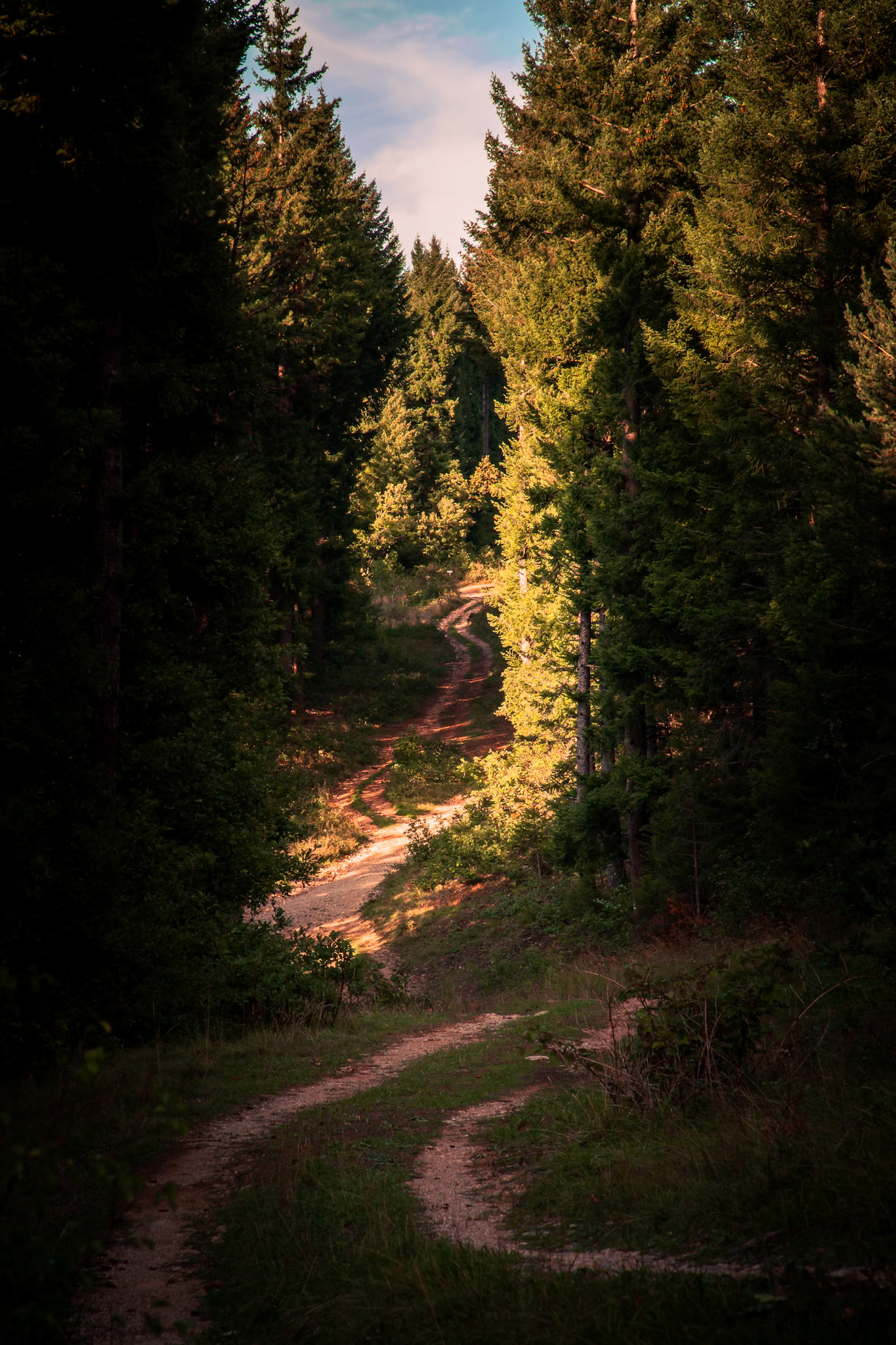 La forêt des Eygaux - n°08