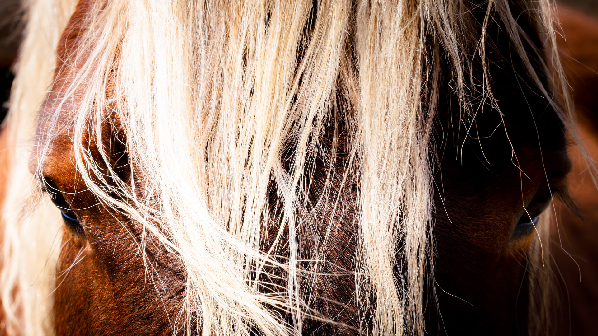 Détails équestres - n°06