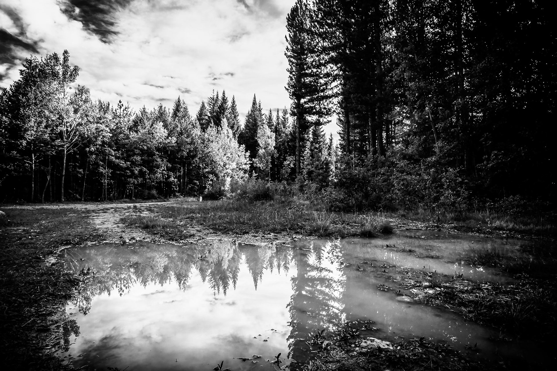 La forêt des Eygaux - n°06