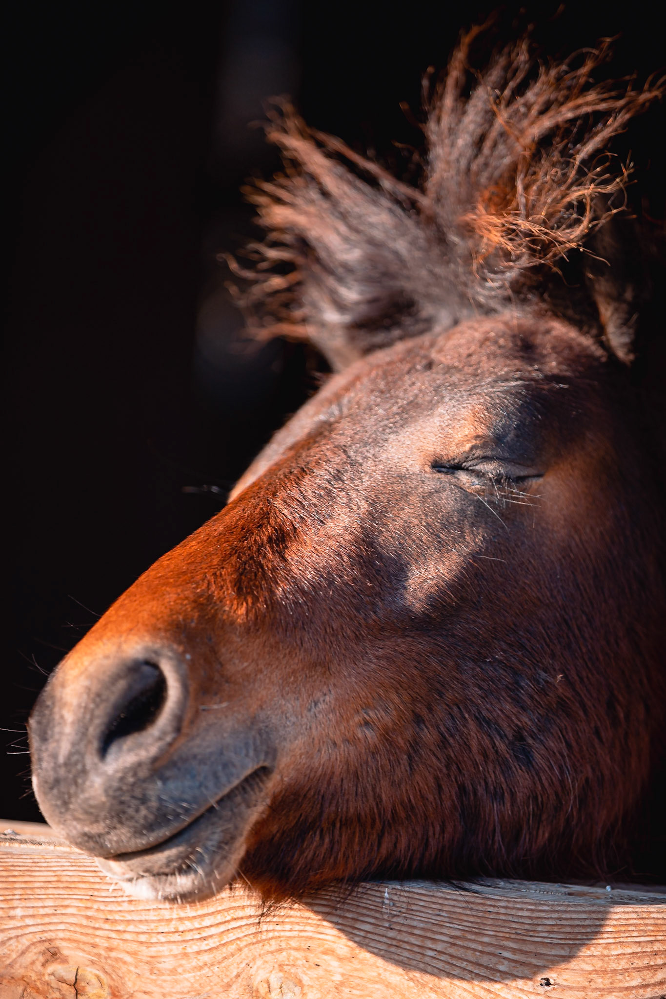 Etudes equestres - n°07