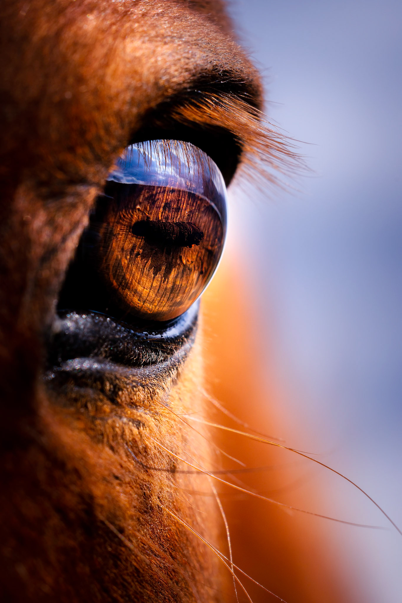 Détails équestres - n°05