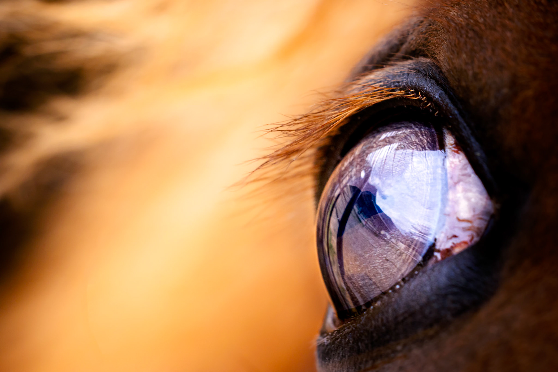 Détails équestres - n°08