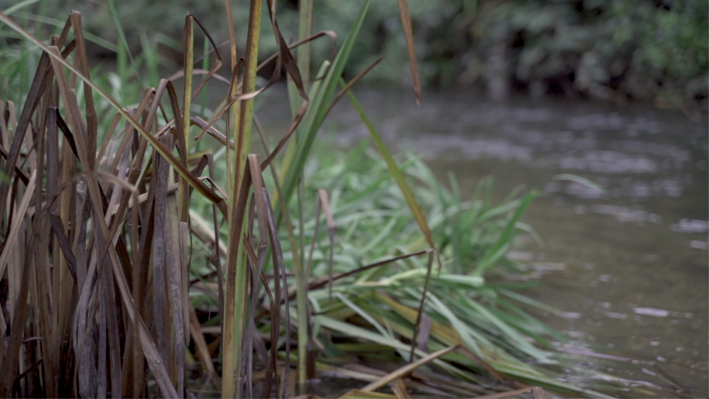 chub fishing: tom aldous