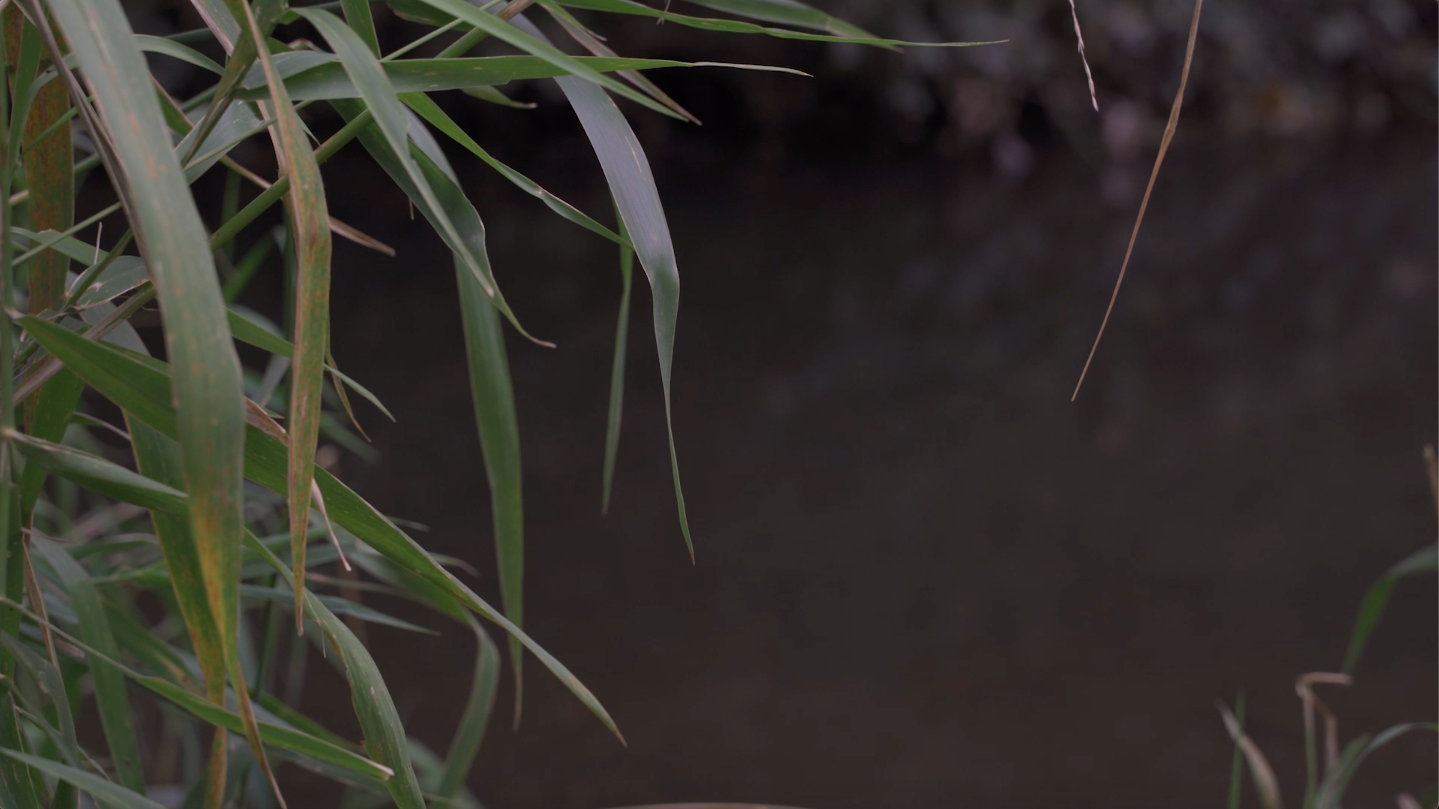chub fishing: tom aldous
