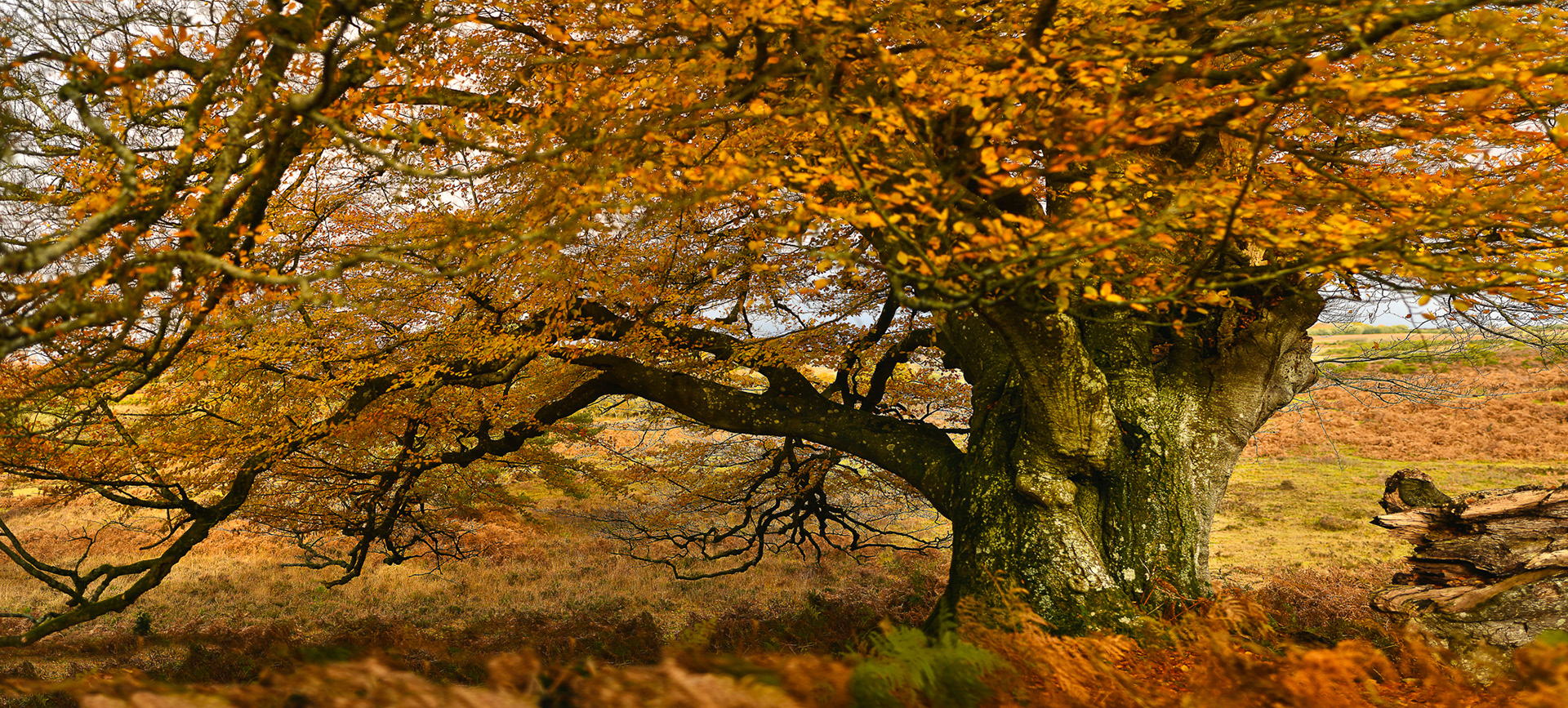 David Martindale Russell - THE CENTRAL NEW FOREST