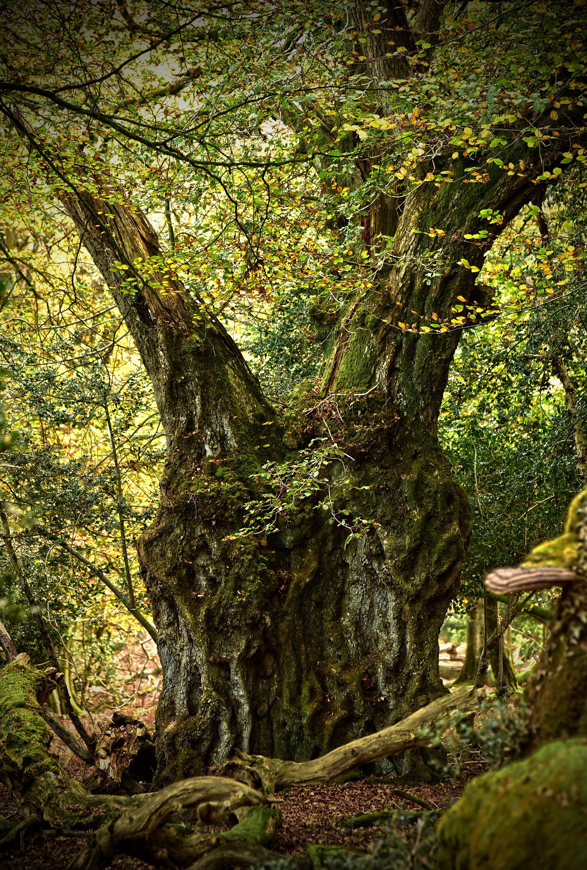 This Wood is rumoured to have connections with witchcraft and I think this tree has a distinctly strange ambience.
