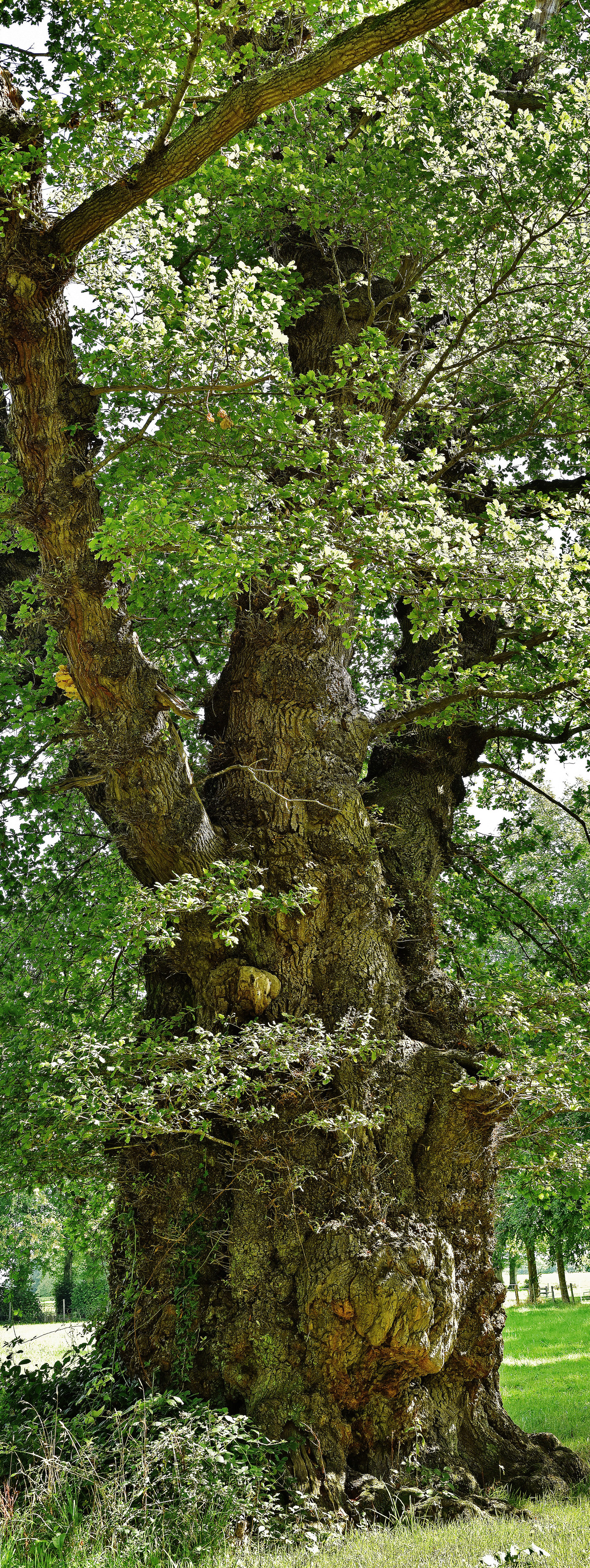 An 8m plus girth makes this tree probably the largest Oak tree in the New Forest
