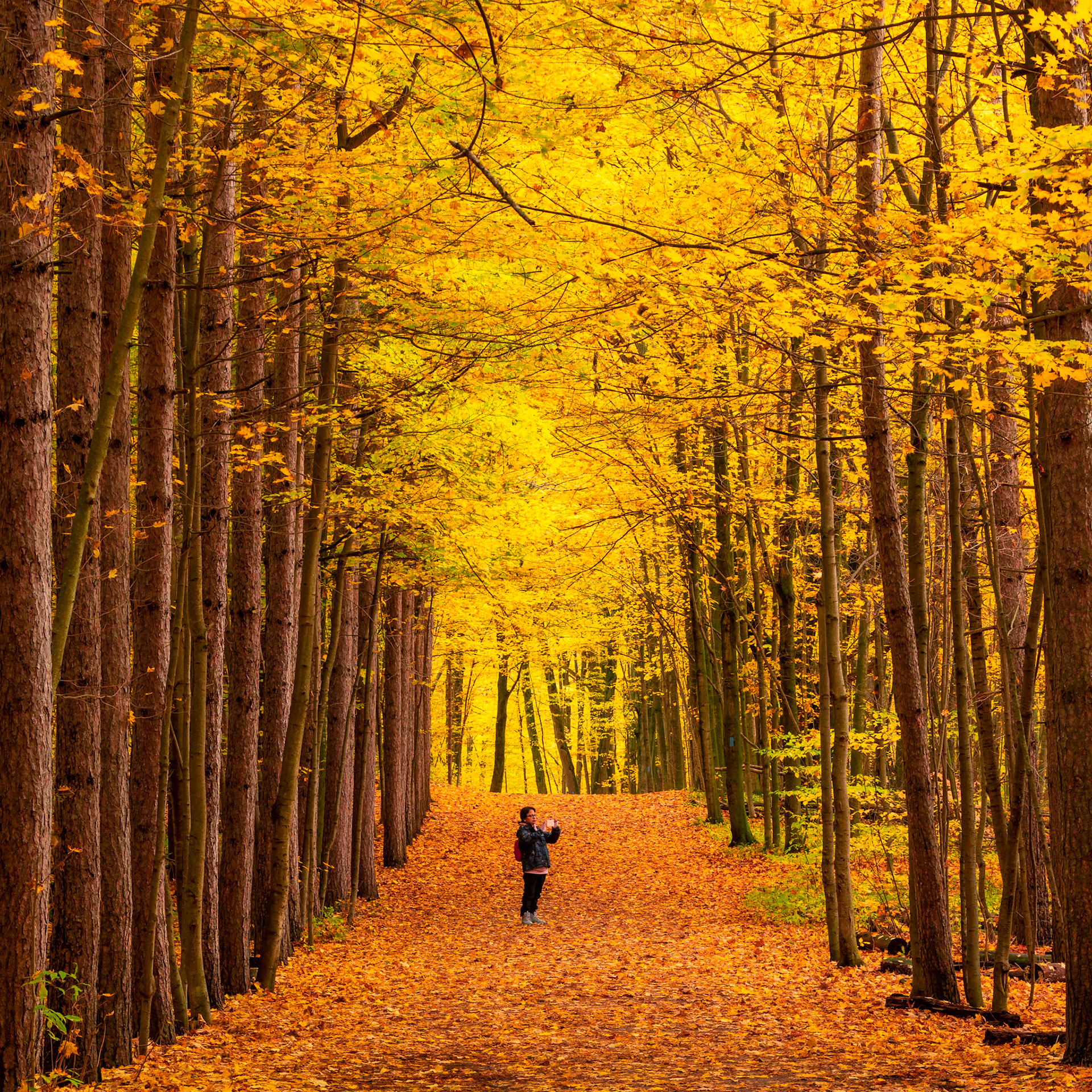 Camera : Nikon D850, Lens : Nikkor 70-200 mm @ 70 mm, Exposure : 0.5 sec at f/11, ISO 64, Location : Milton, Ontario, Capture Date : Oct 20, 2020.
